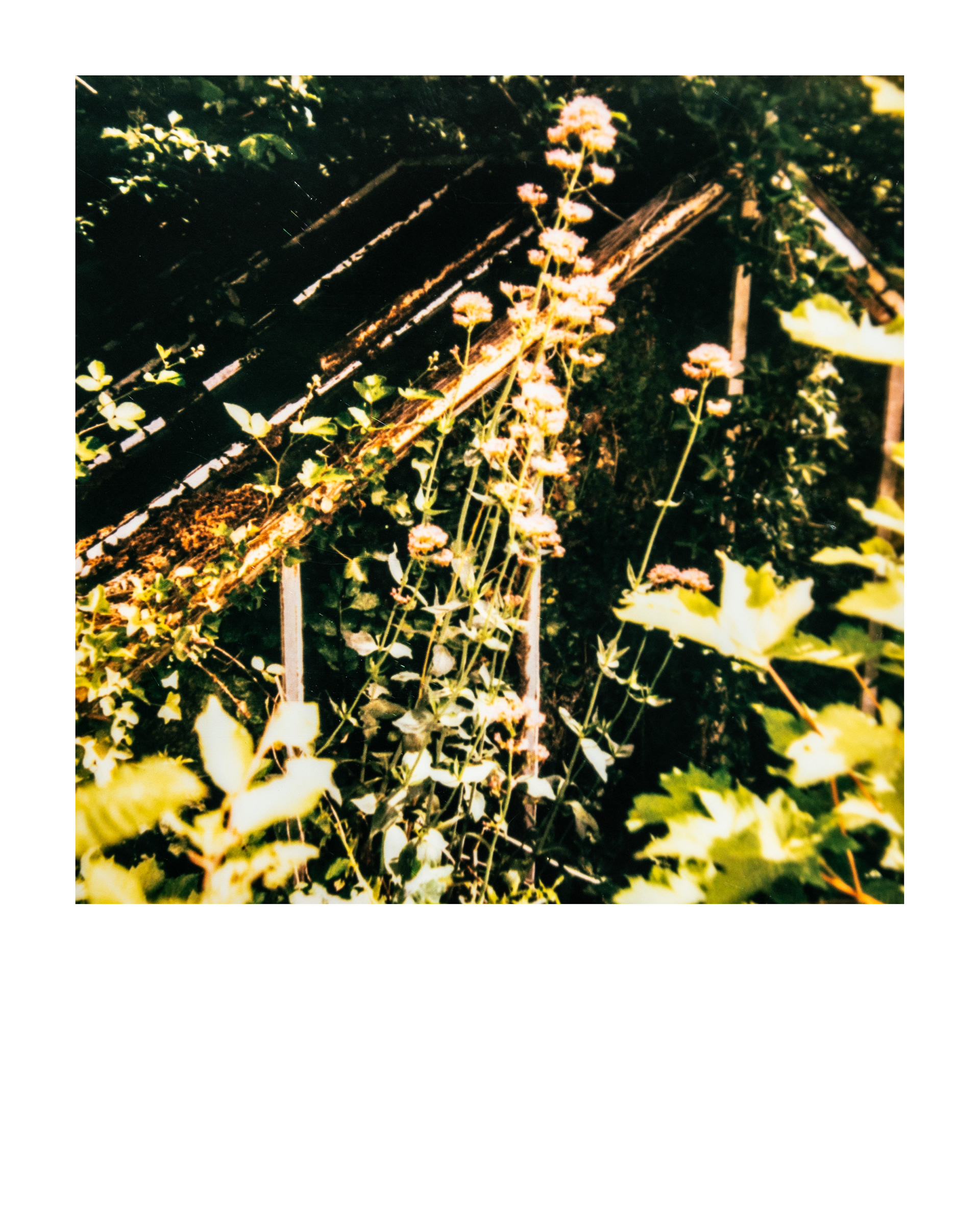 Série "Serres froides", 2026 (Polaroid)