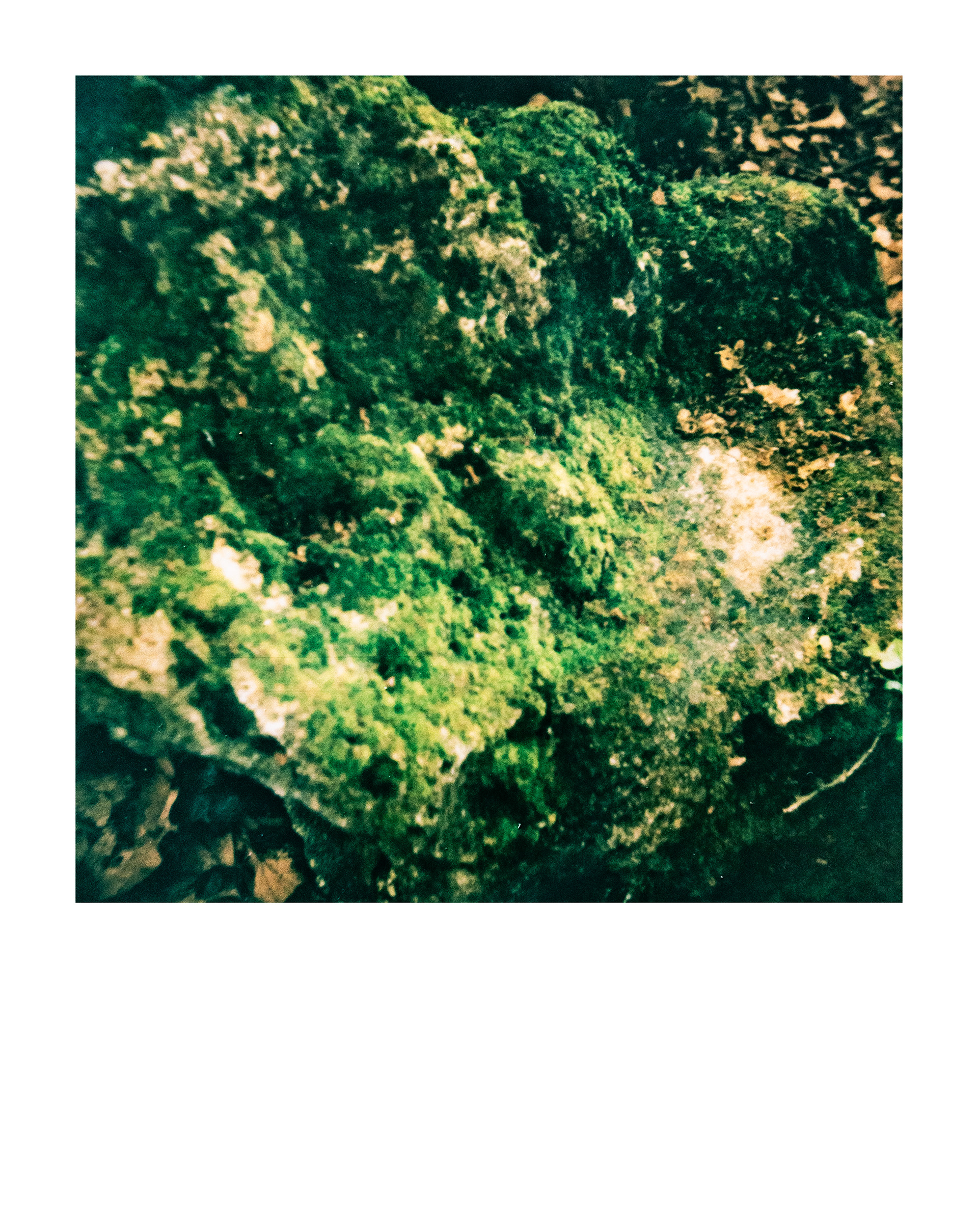 91200, Parc Edmond-de-Rothschild, Boulogne Billancourt, Hauts-de-Seine, France, 2026 (Polaroid)