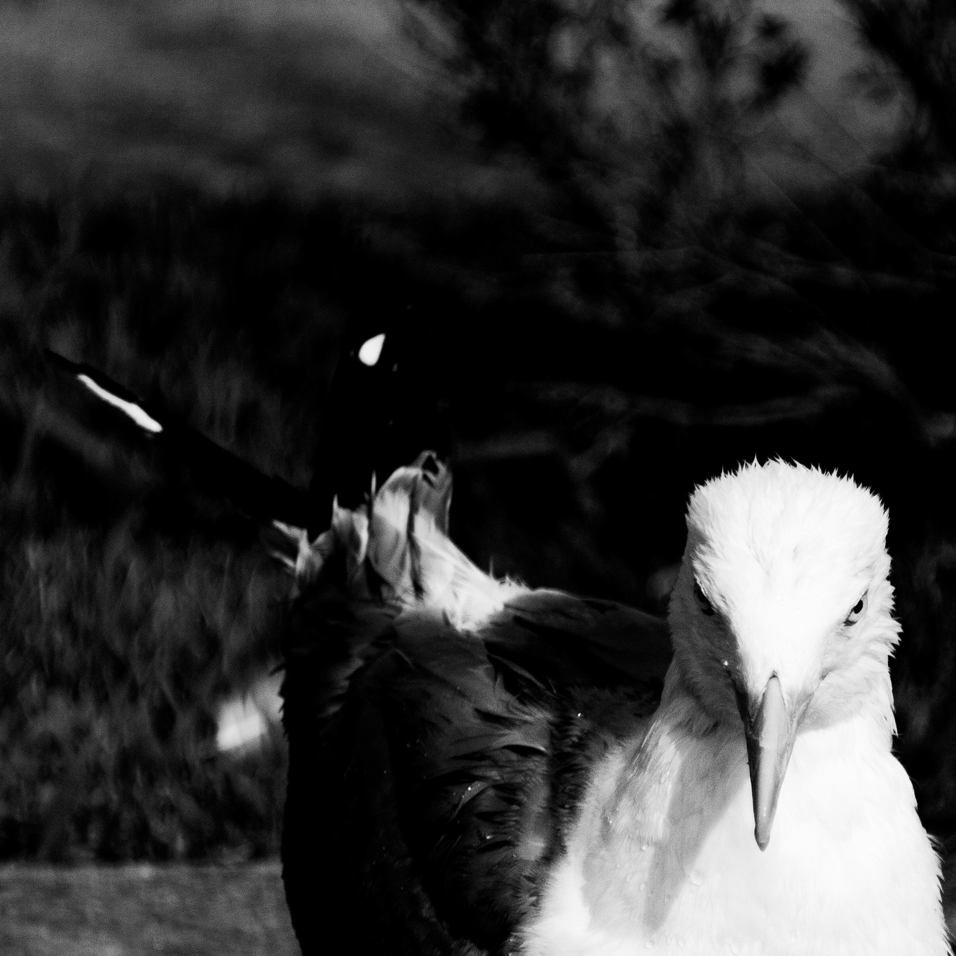Goéland / Larus, Série "Animals", 2024 (Numérique)