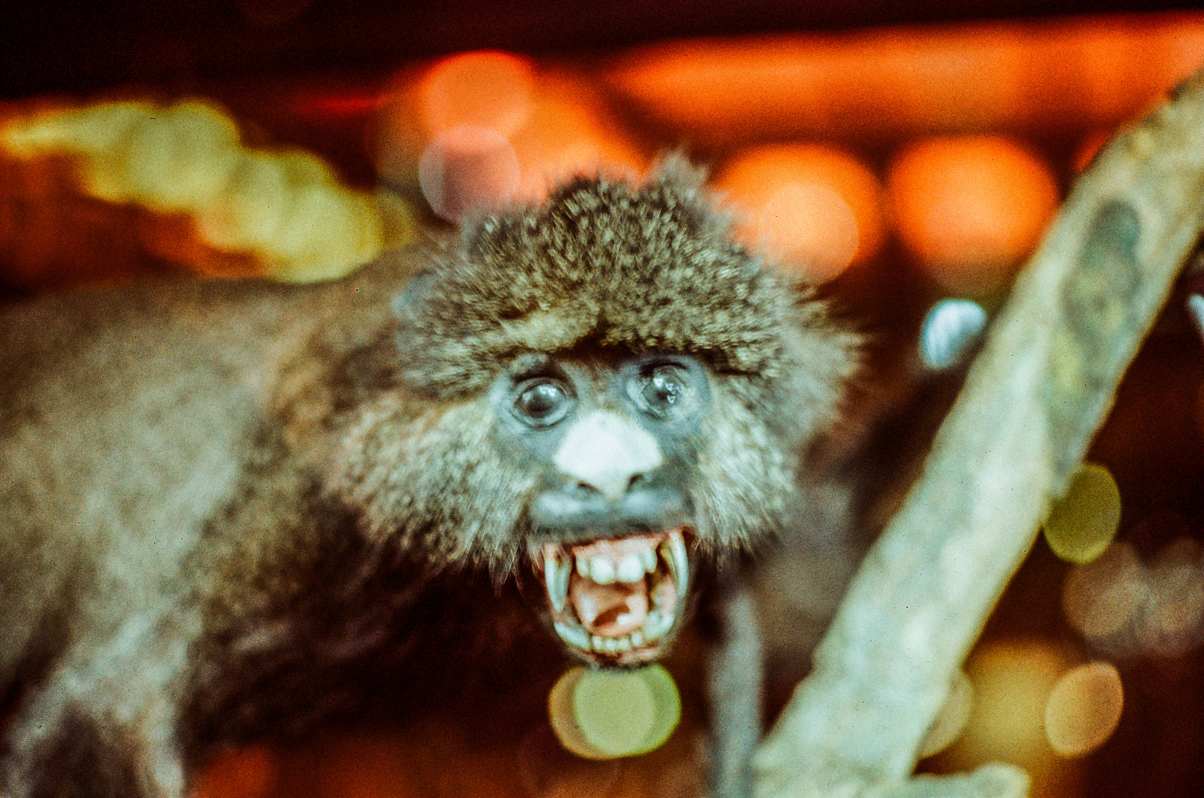 Cercopithecus nictitans