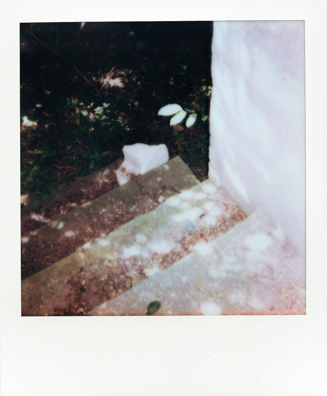 Série "Persistance", Parc Edmond-de-Rothschild, 2026 (Polaroid)