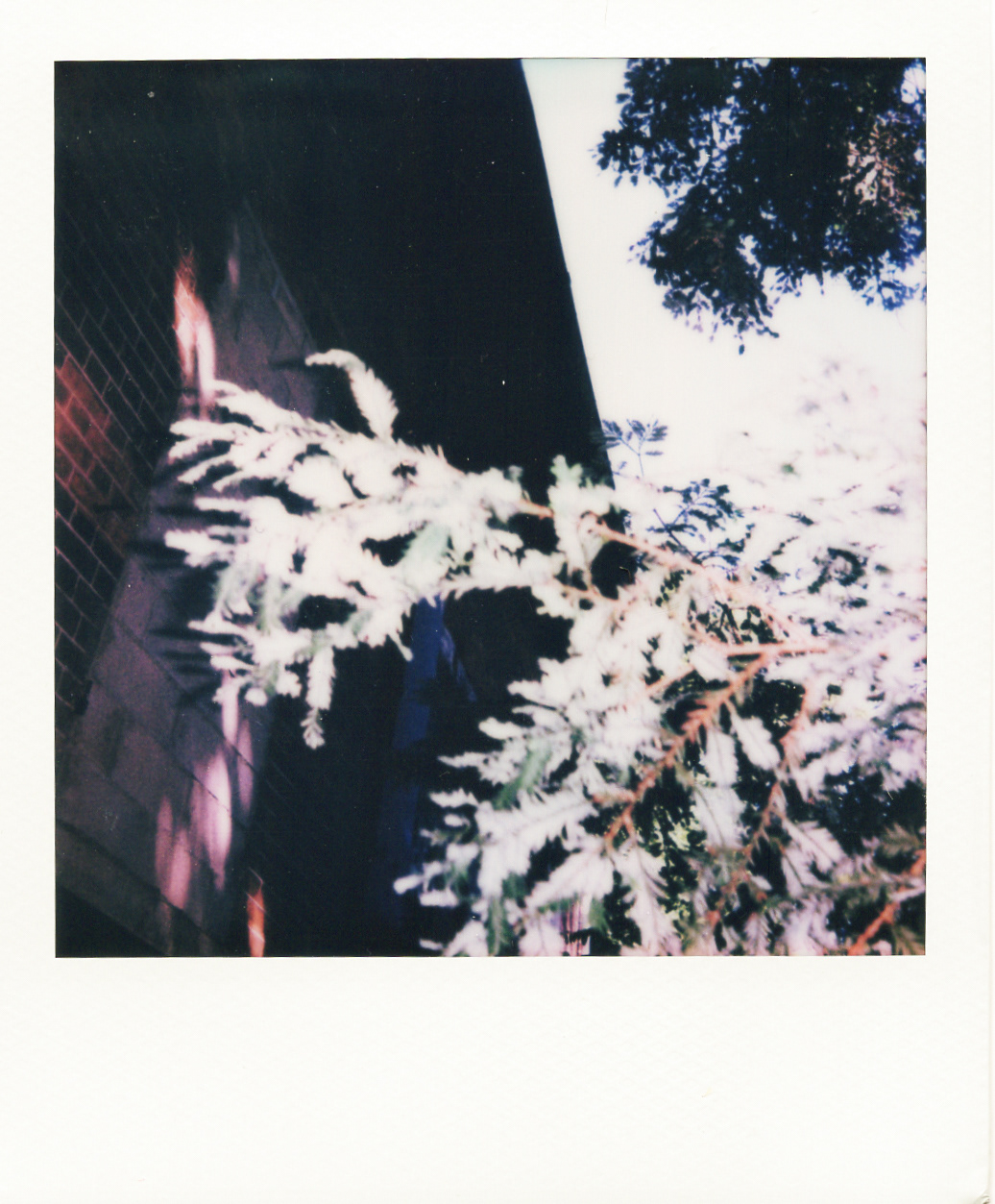 Série "Persistance", Parc Edmond-de-Rothschild, 2026 (Polaroid)