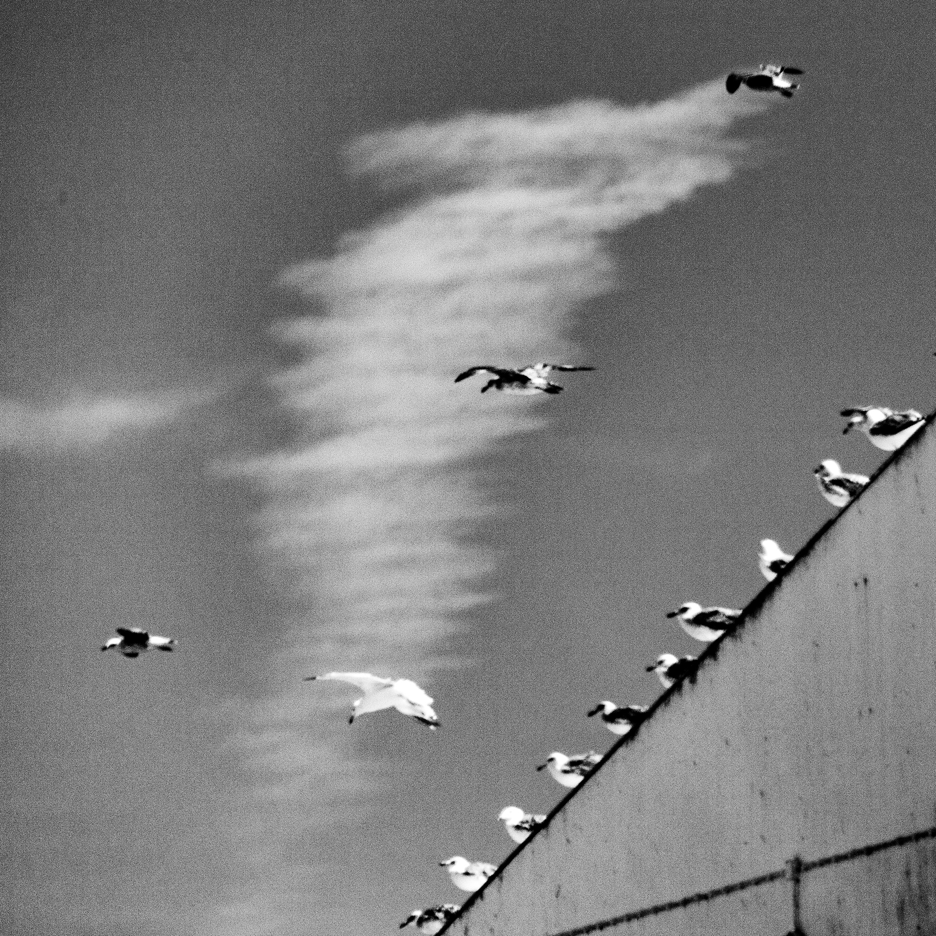 Goélands / Larus, Série "Animals", 2024 (Numérique)