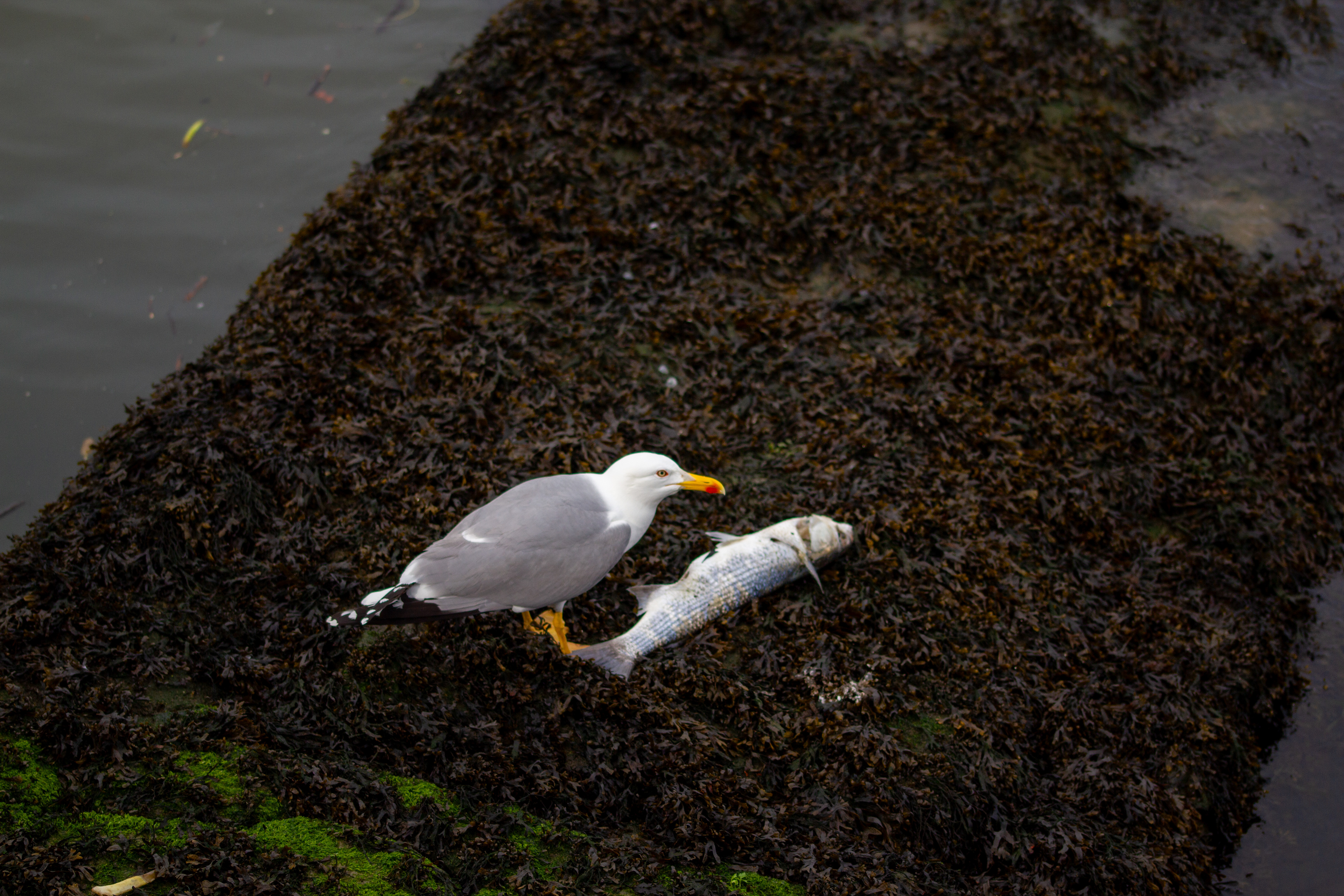 Goéland (Larus), 4400, Vila Nova de Gaia, Nord, Portugal, 2024 (Numérique)