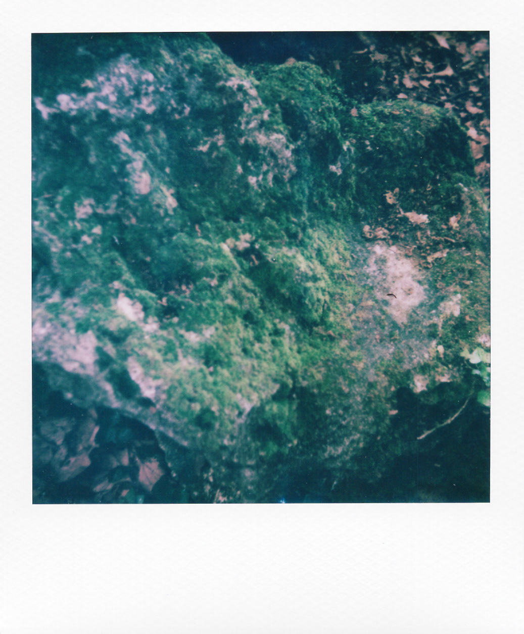 Série "Persistance", Parc Edmond-de-Rothschild, 2026 (Polaroid)