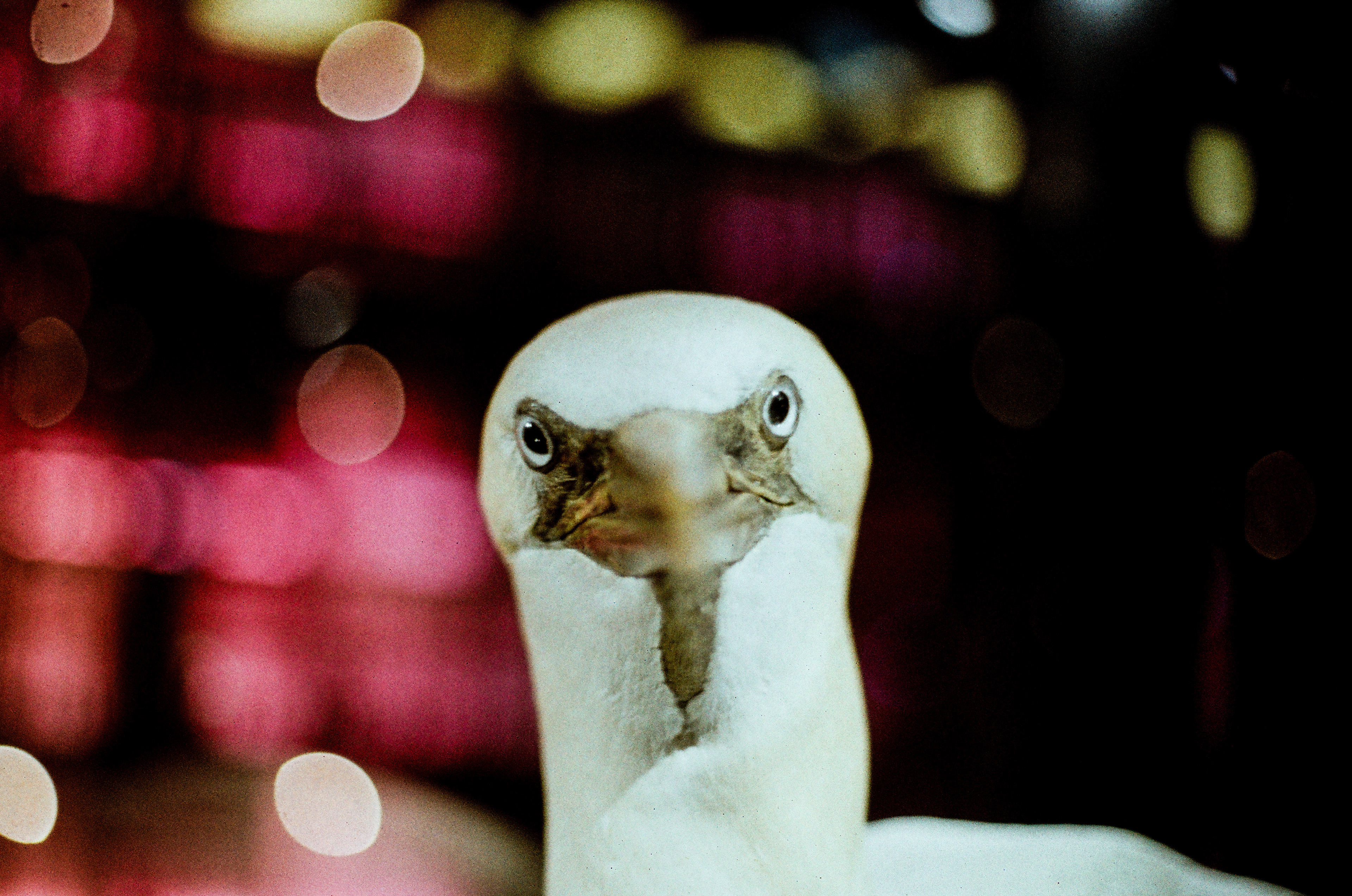 Fou de Bassan / Sula bassana, "MNHN", Musée National d'Histoire Naturelle, Paris, France