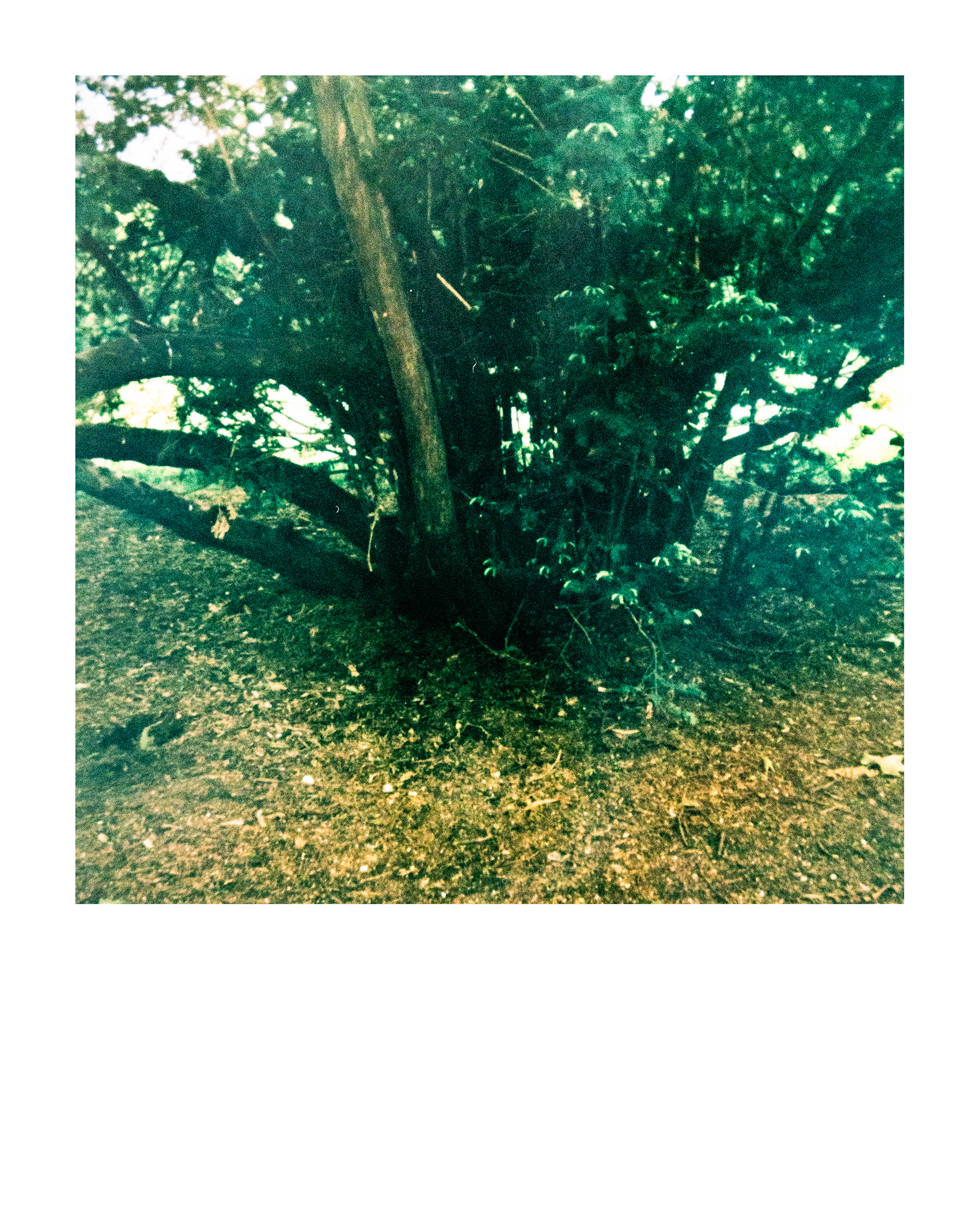 Série "Parcs", Parc Edmond-de-Rothschild, 2026 (Polaroid)