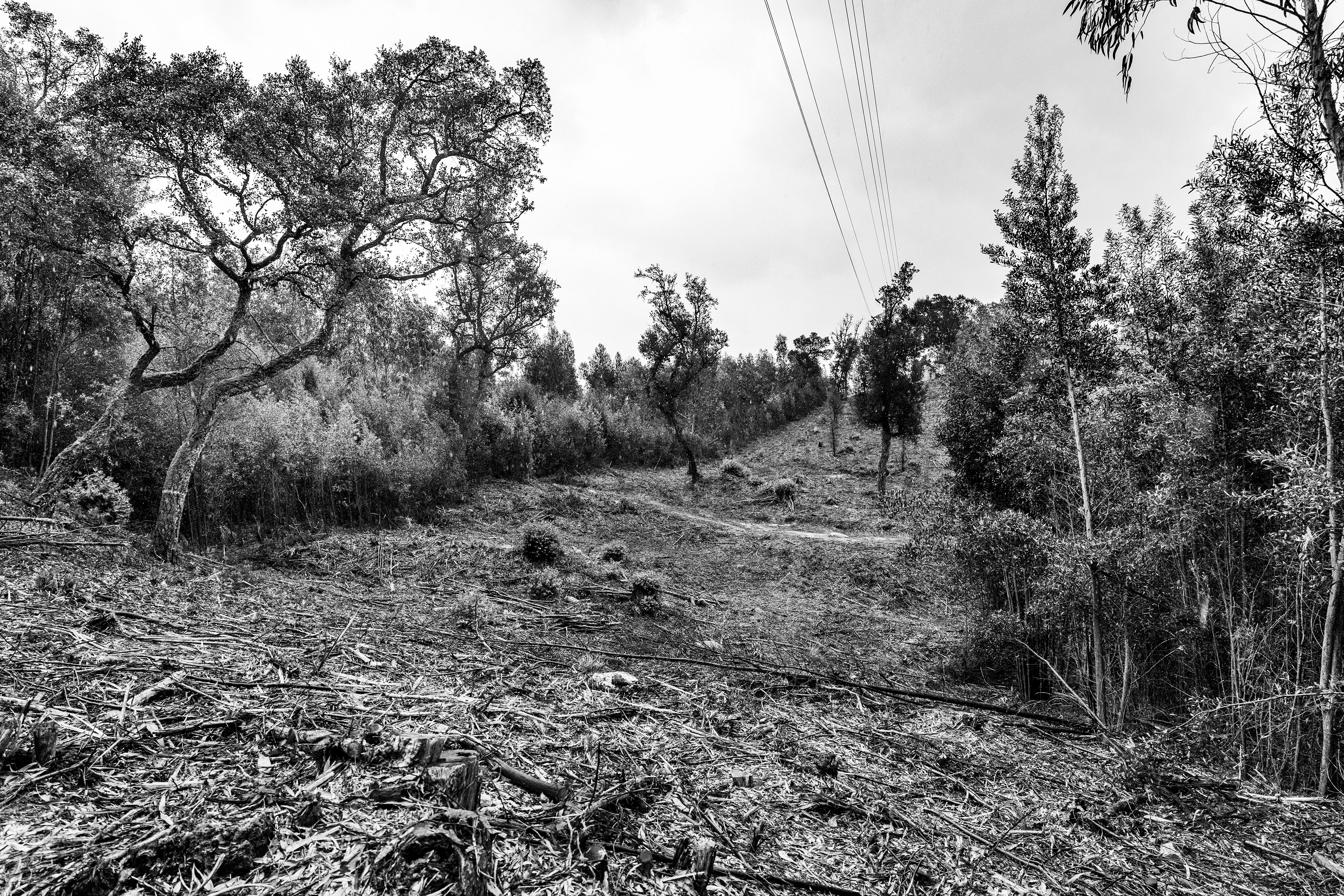 Serra de Negrelos, Vila Nova de Gaia, Nord, Portugal, 2025
