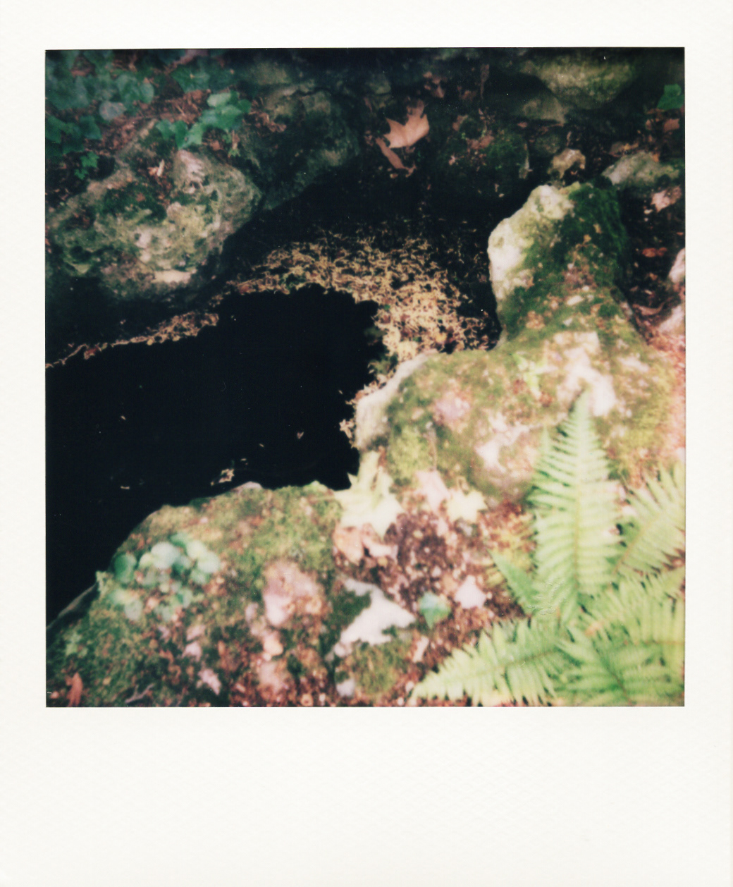 Série "Persistance", Musée départemental Albert-Kahn, 2026 (Polaroid)