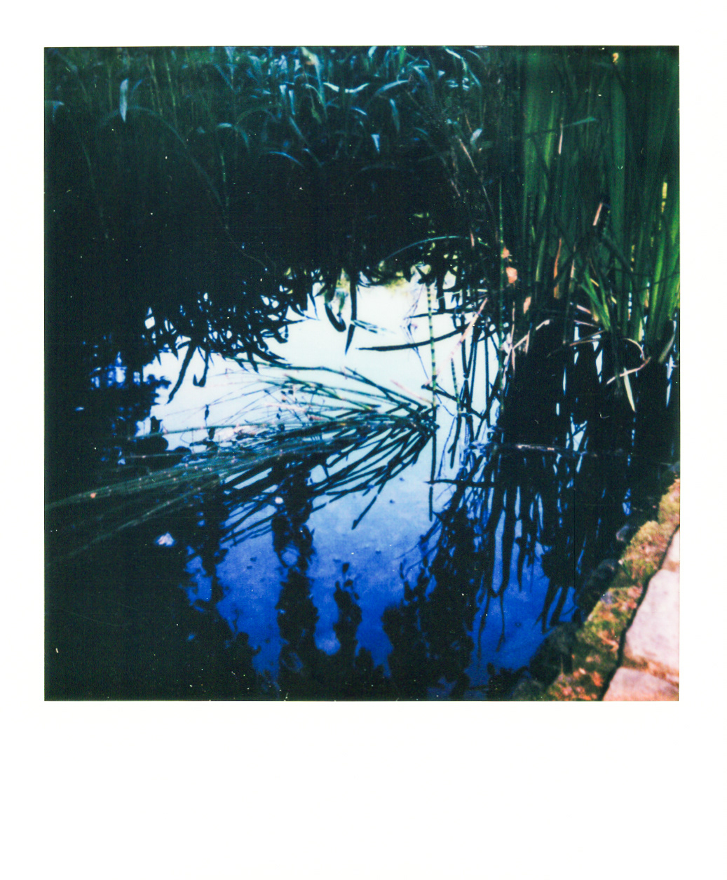 Série "Persistance", Musée départemental Albert-Kahn, 2026 (Polaroid)