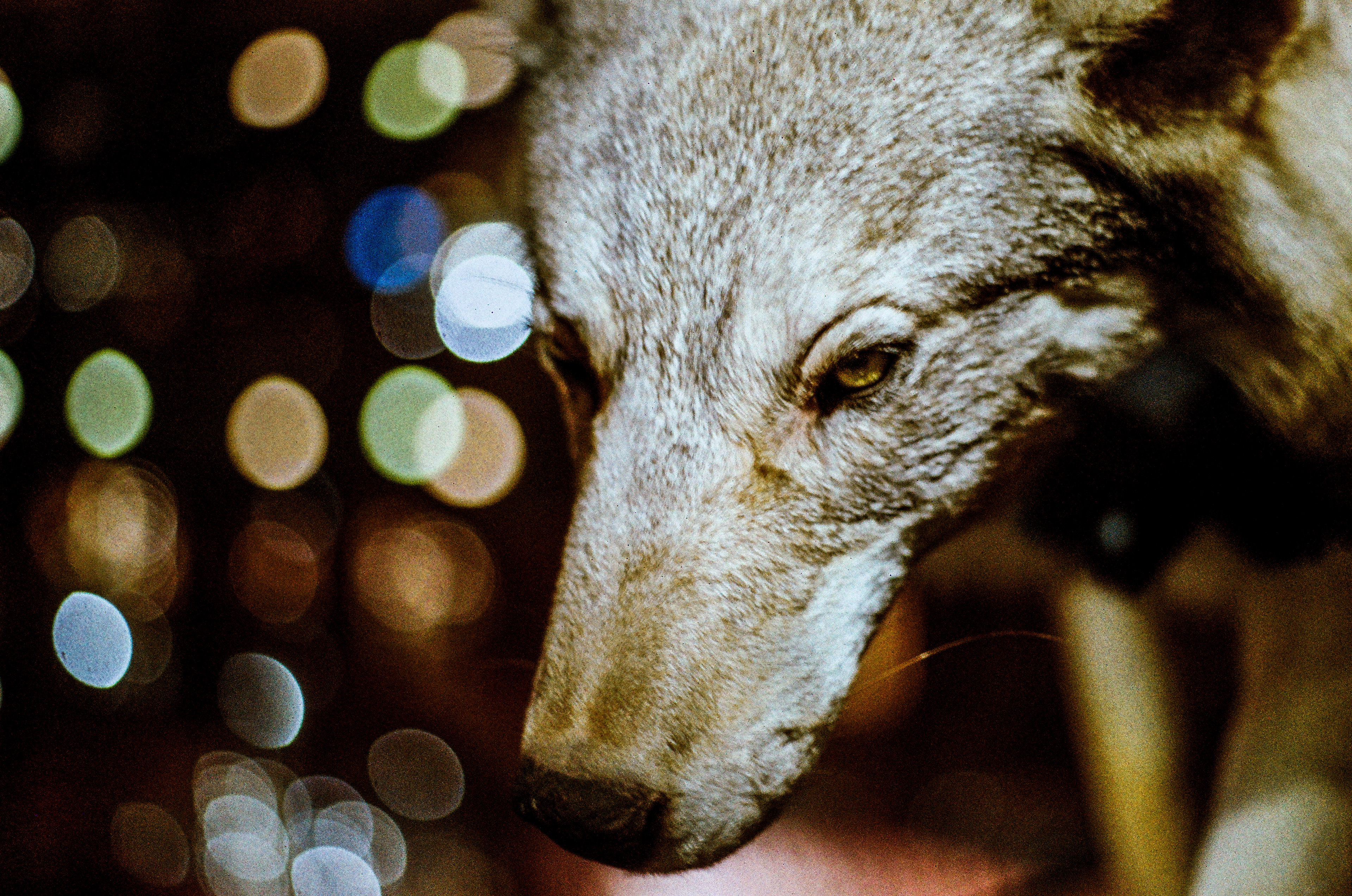 Loup gris / Canis Lupus, Série "MNHN" (Argentique)