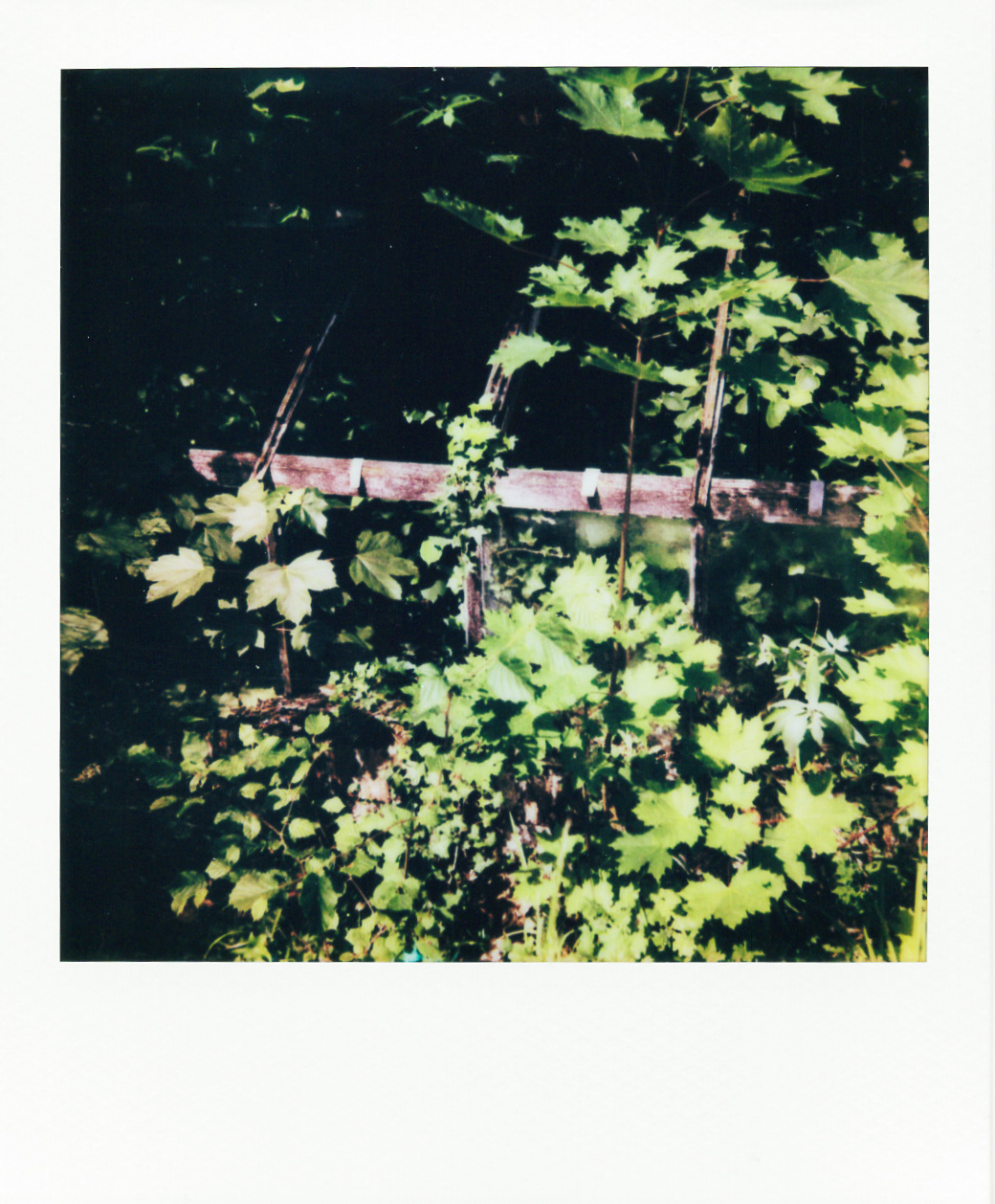 Série "Serres froides", 2026 (Polaroid)