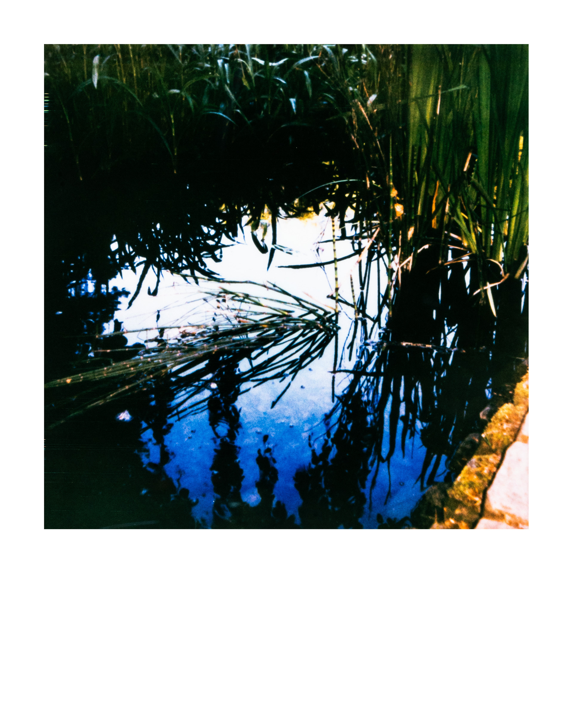 Série "Parcs", Musée départemental Albert-Kahn, 2026 (Polaroid)