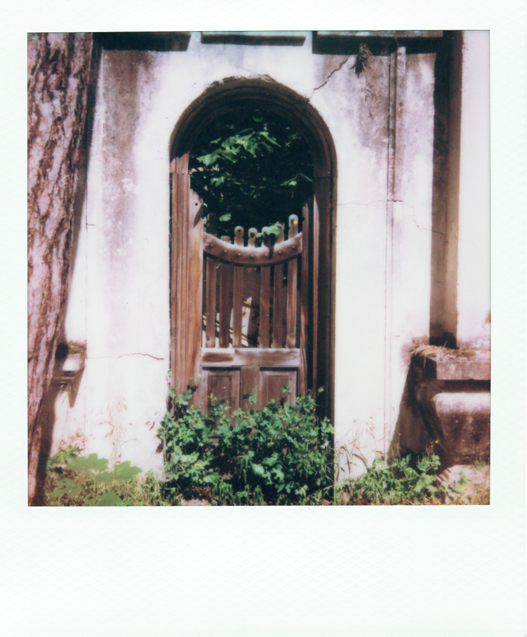 Série "Persistance", Jardin d'agronomie tropicale René Dumont, 2026 (Polaroid)