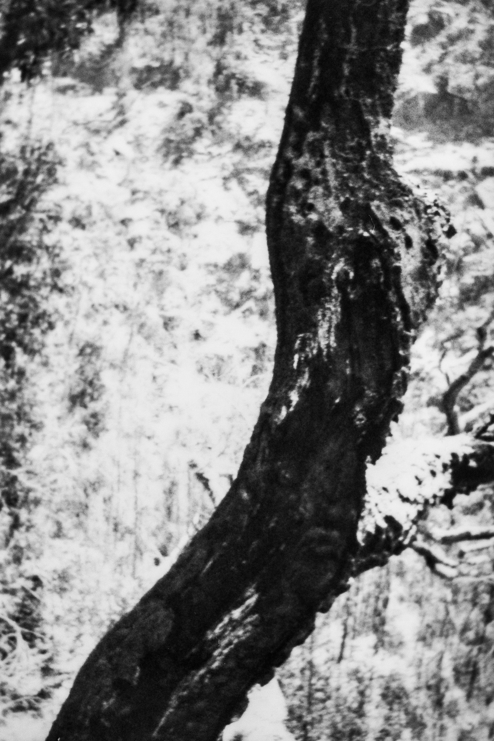 Passadiços do Paiva, 4540, Arouca, Centre, Portugal, 2026 (Polaroid)