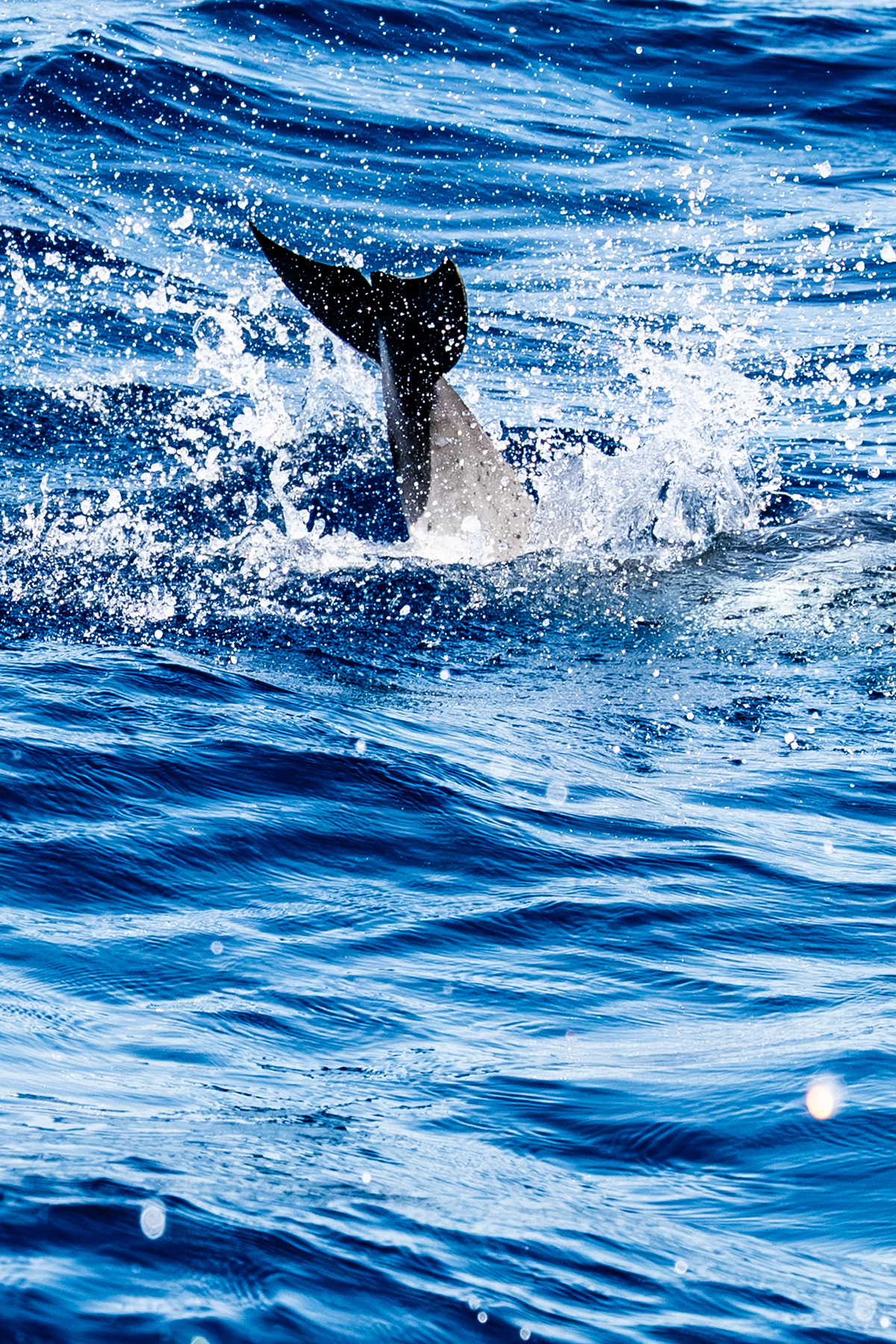 Pico, Azores, Portugal, 2025