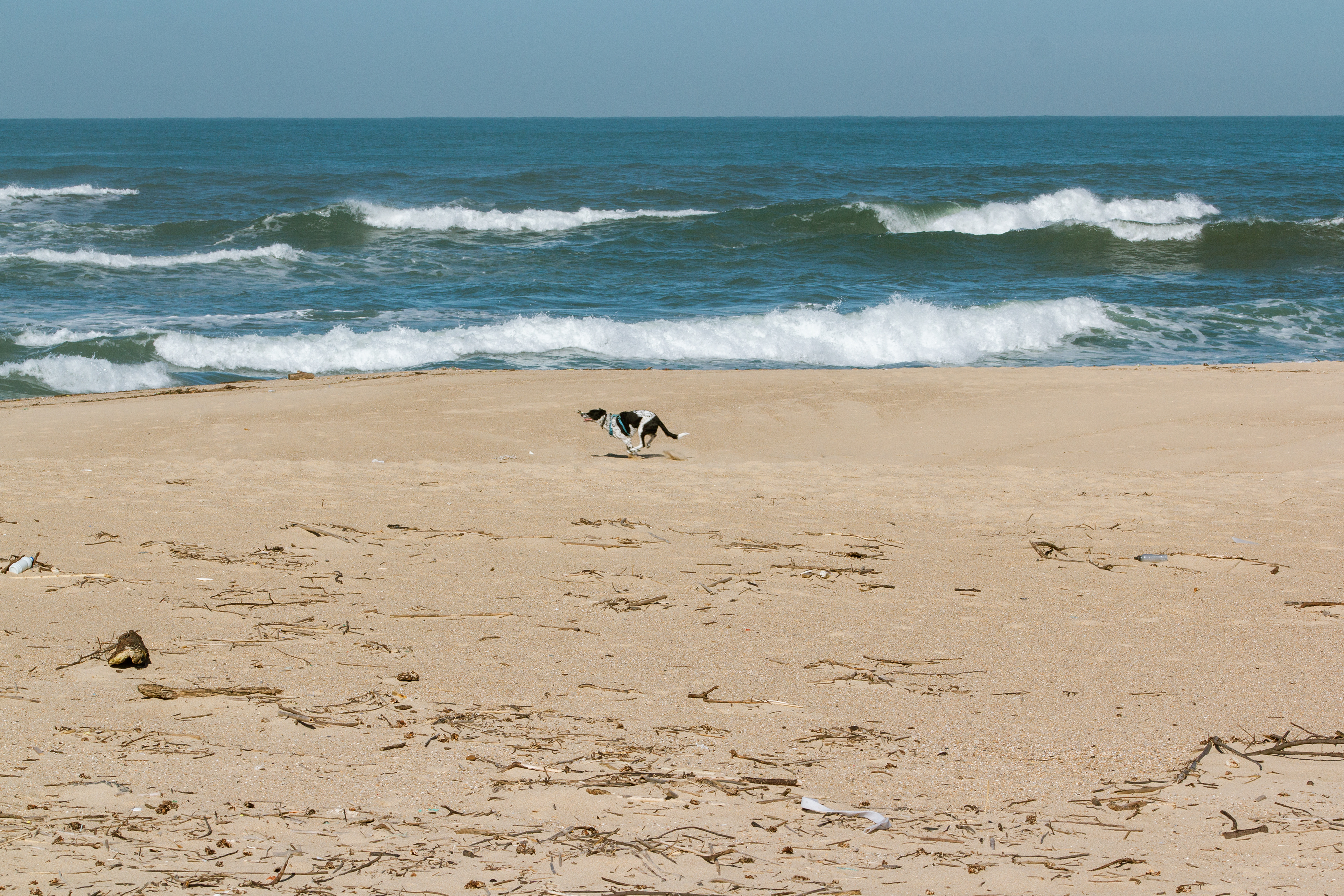 Chien (Canis Familiaris), 4400, Vila Nova de Gaia, Nord, Portugal, 2024 (Numérique)