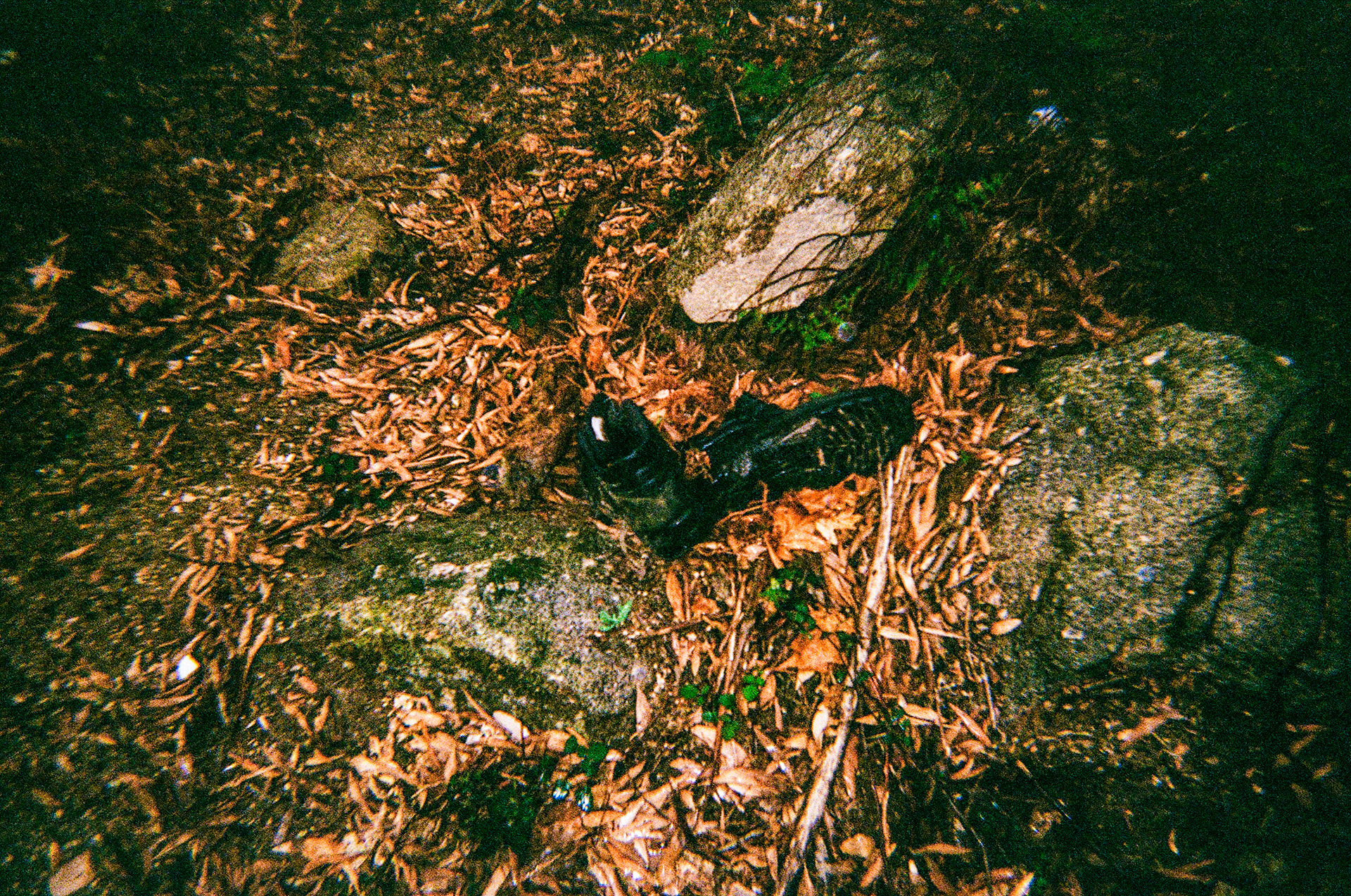 Serra de Negrelos, Vila Nova de Gaia, Nord, Portugal, 2025