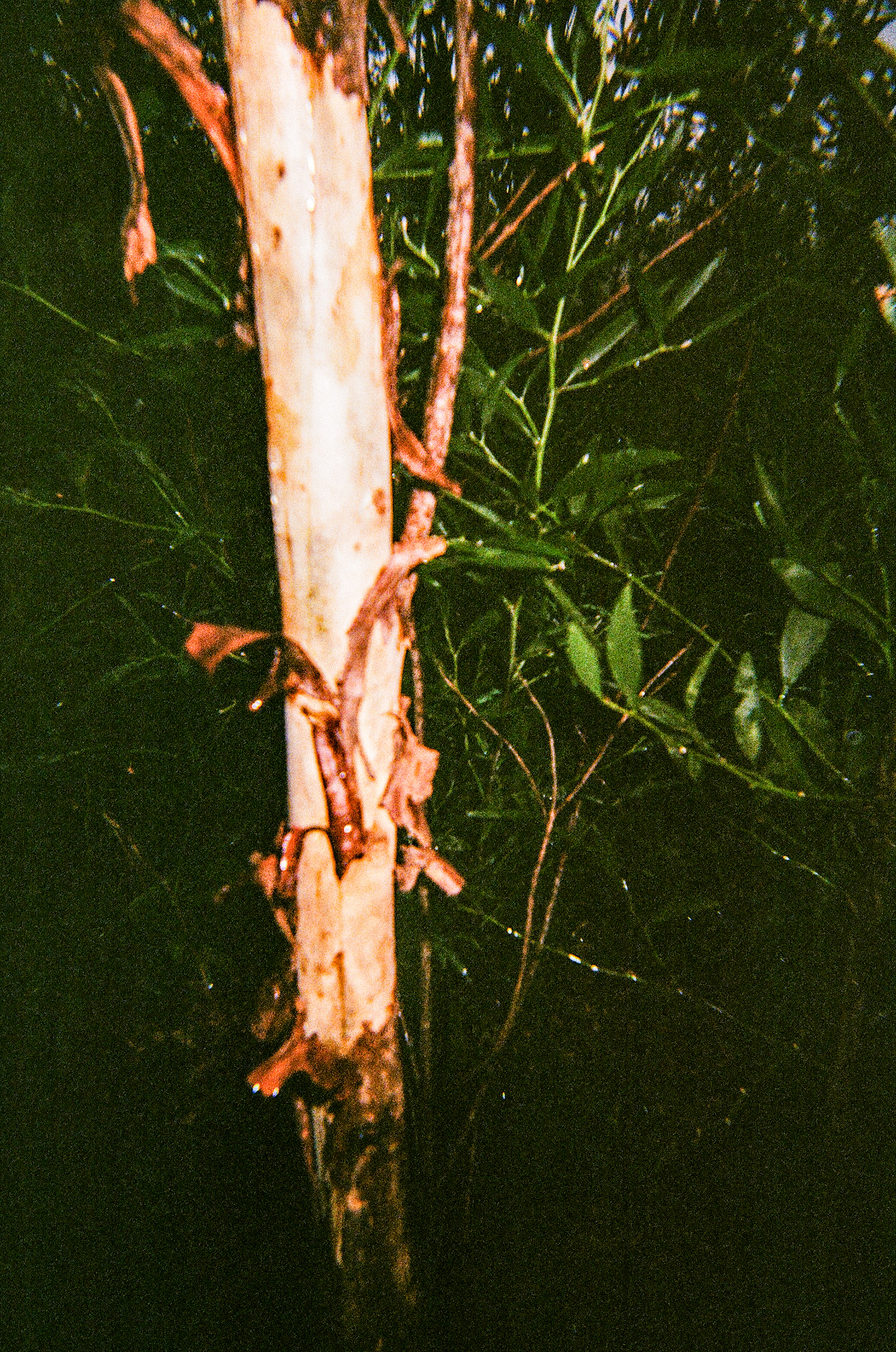 Serra de Negrelos, Vila Nova de Gaia, Nord, Portugal, 2025