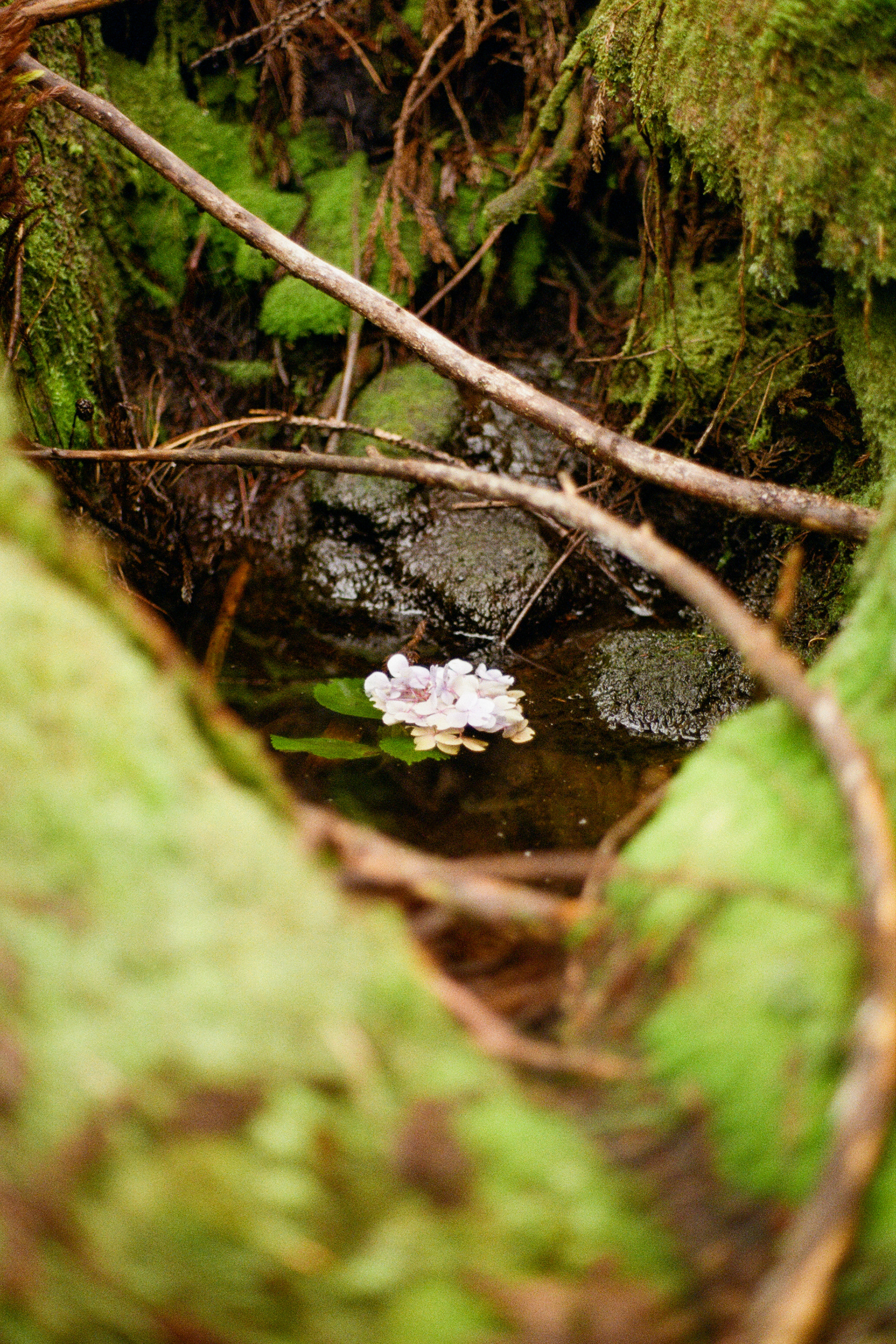 Terceira, Azores, Portugal, 2025