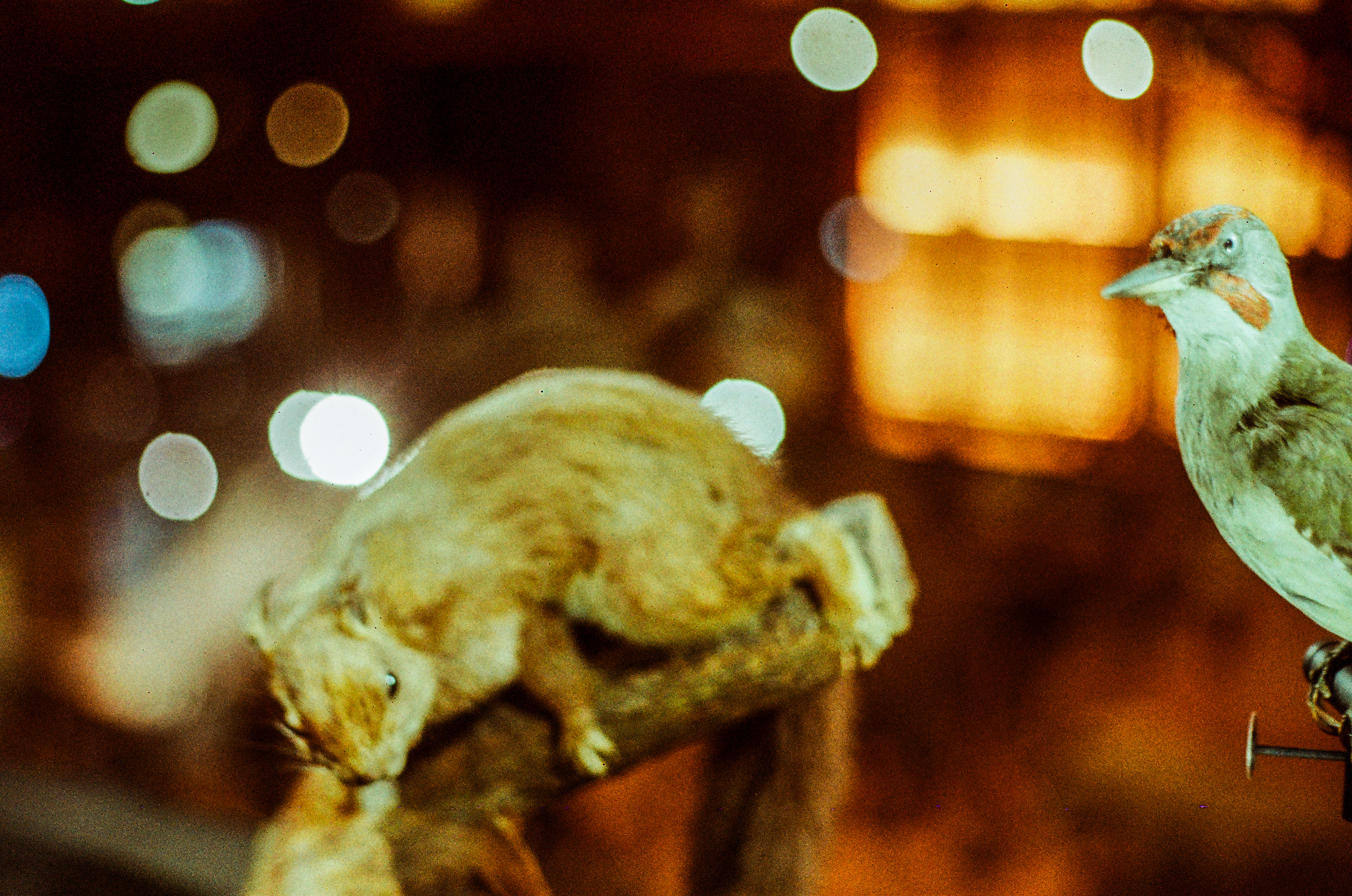 Sciurus vulgaris, Picus viridis