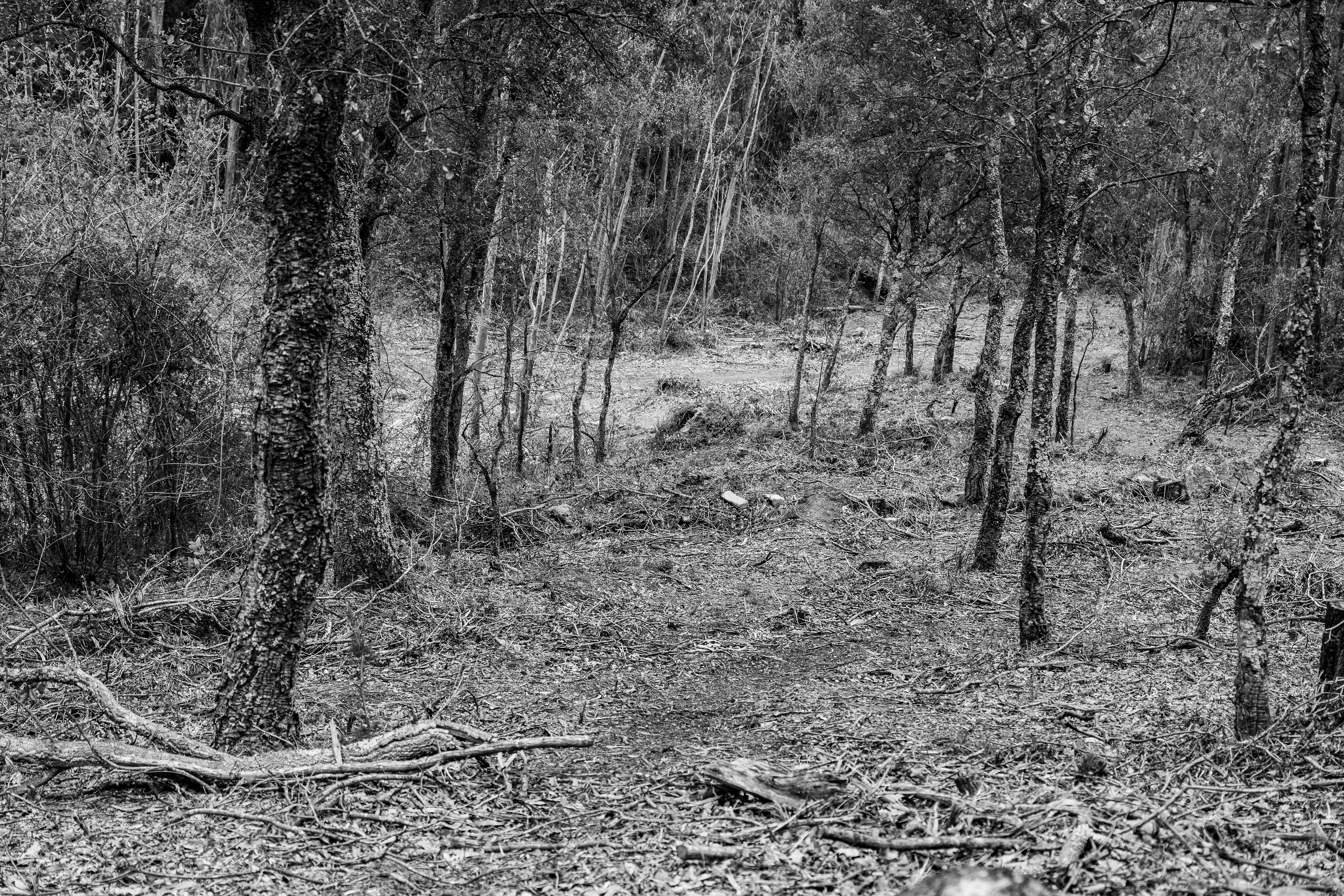 Serra de Negrelos, Vila Nova de Gaia, Nord, Portugal, 2025