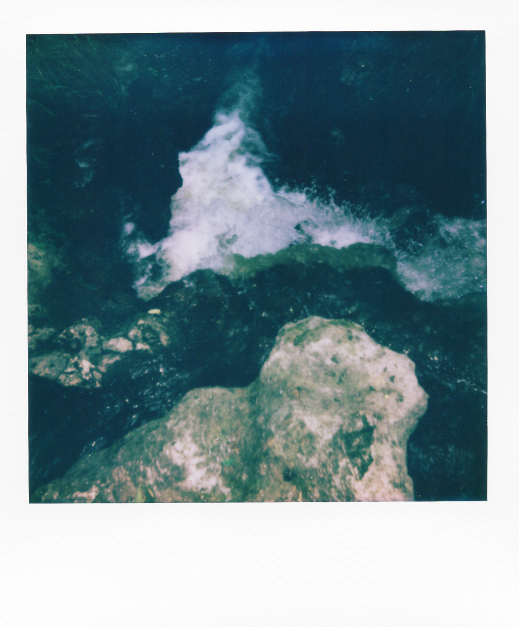 Série "Persistance", Parc Edmond-de-Rothschild, 2026 (Polaroid)