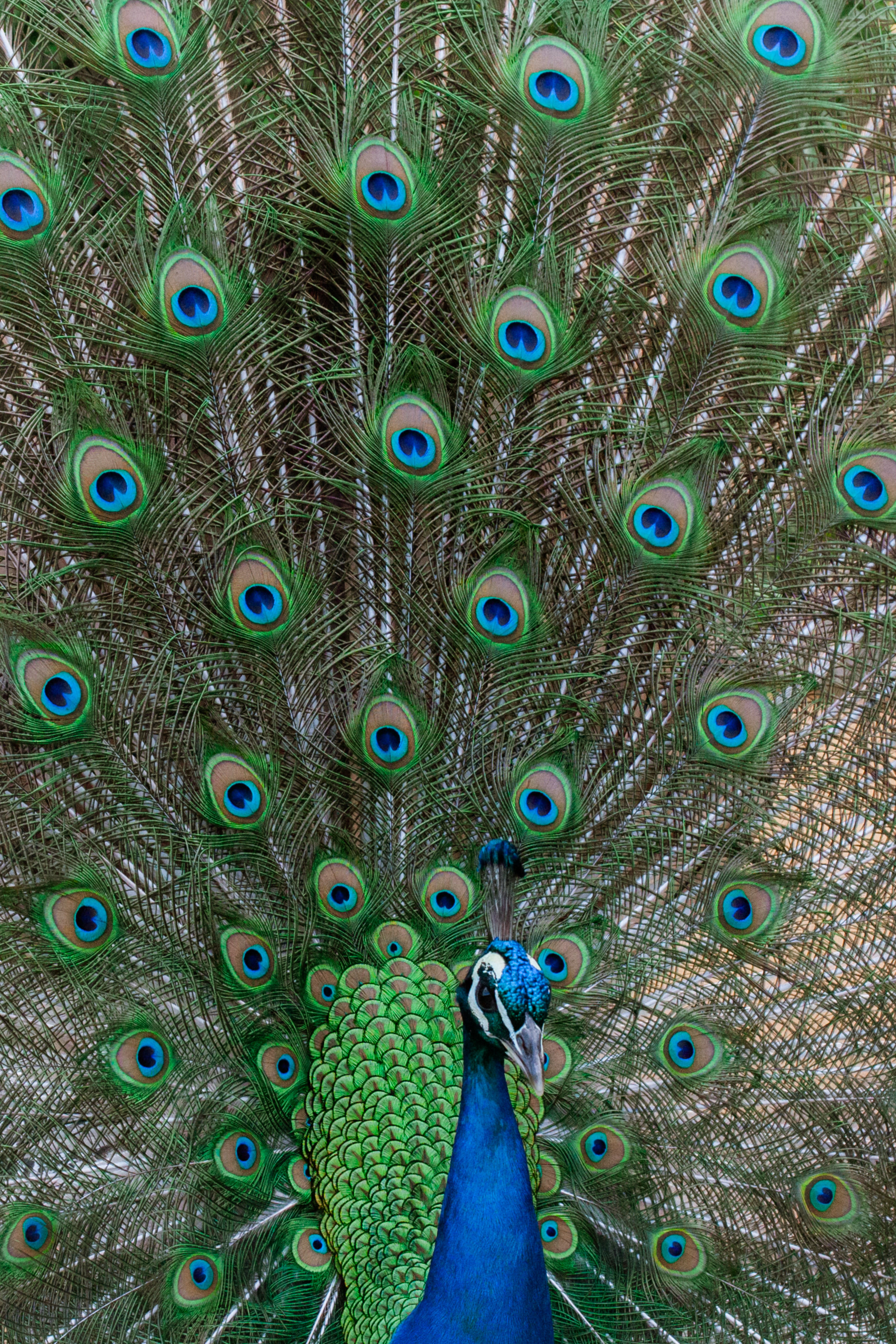 Paon bleu (Pavo cristatus), Palacio do Cristal, 4000, Porto, Nord, Portugal, 2023 (Numérique)