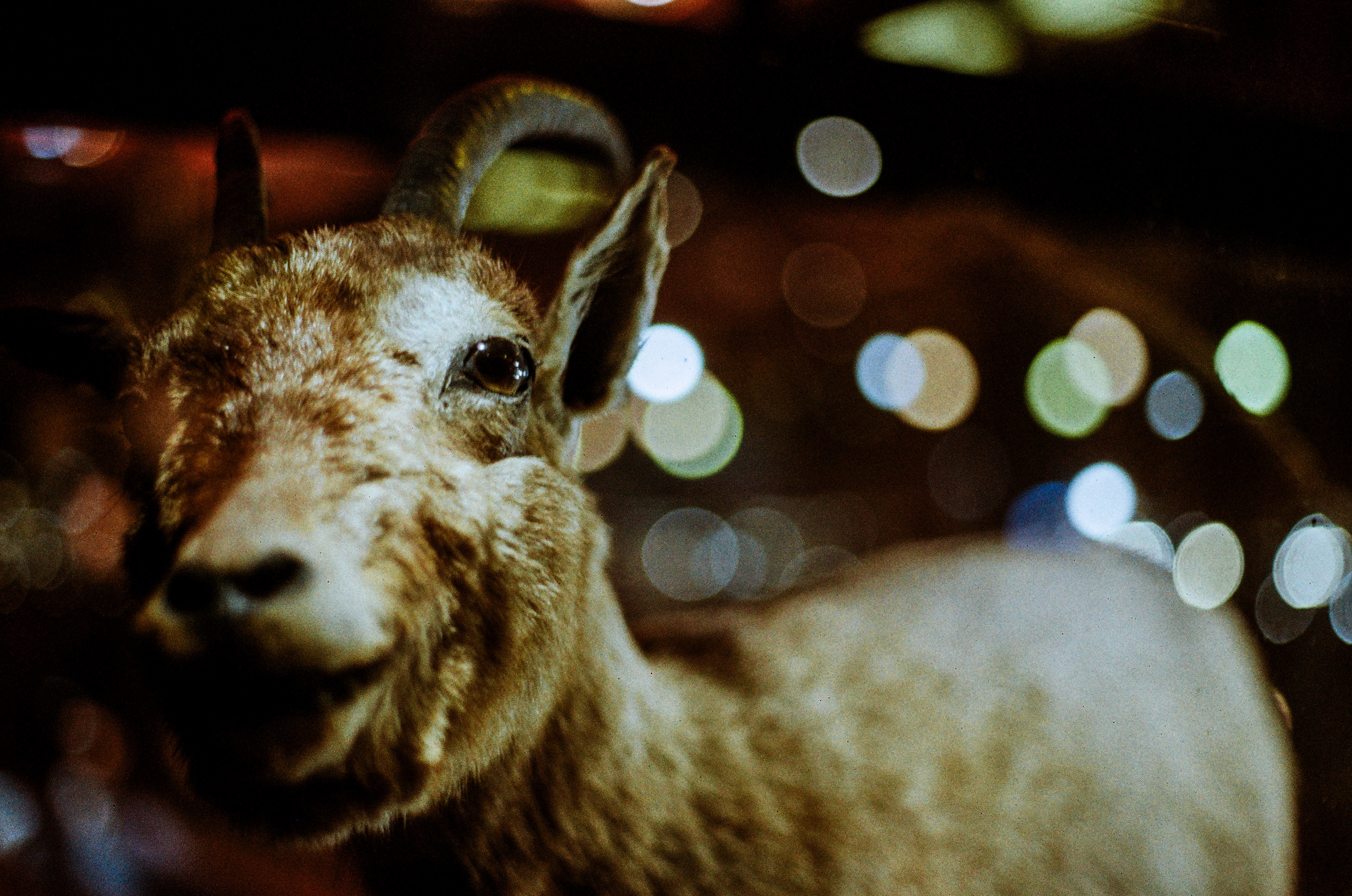 Bouquetin des Pyrénées / Capra pyrenaica pyrenaica, "MNHN", Musée National d'Histoire Naturelle, Paris, France