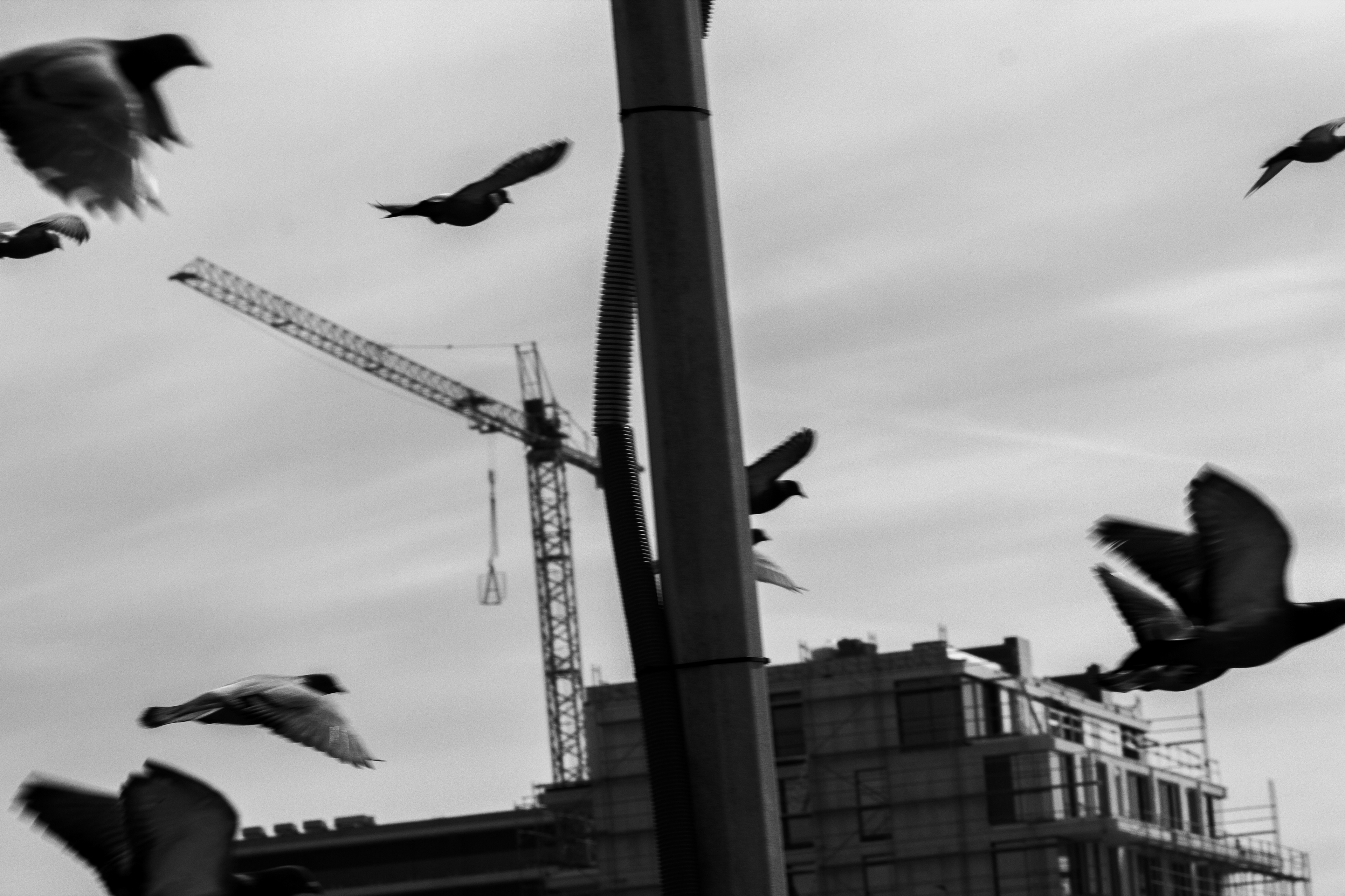 Pigeons (Columba), 4400, Vila Nova de Gaia, Nord, Portugal, 2024 (Numérique)