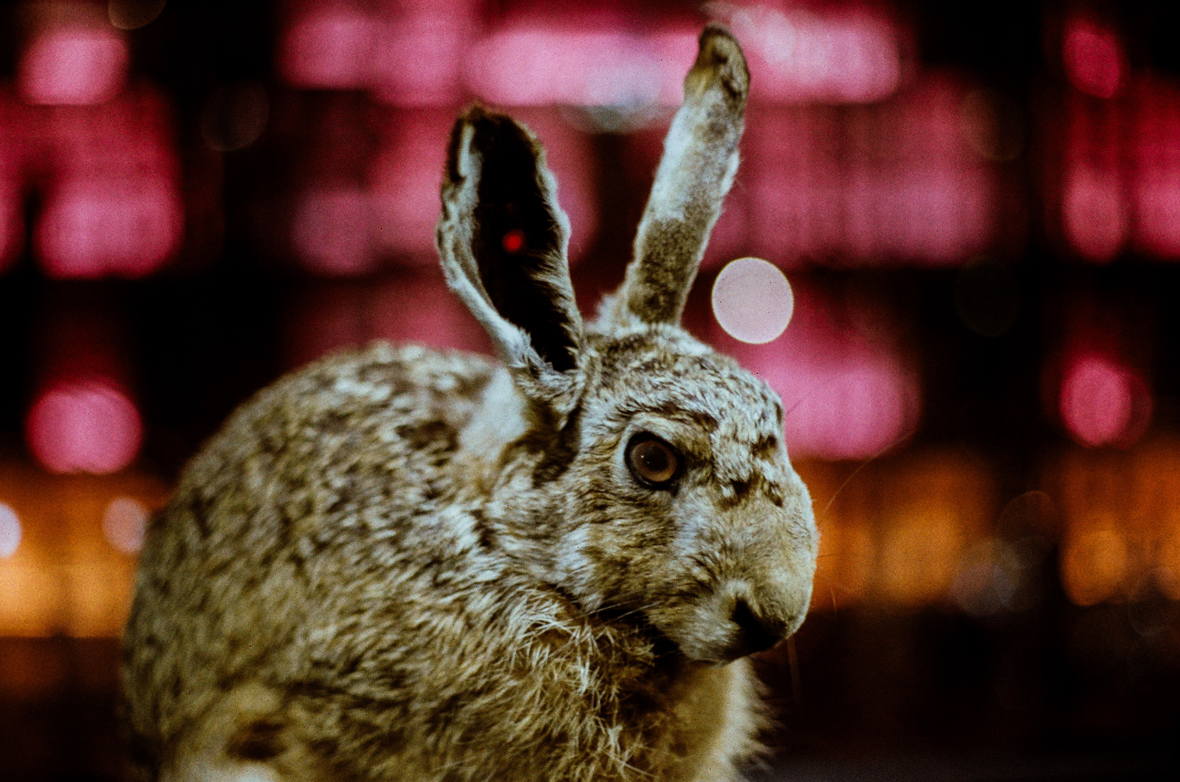 Lièvre / Lepus capensis europaeus, Série "MNHN" (Argentique)