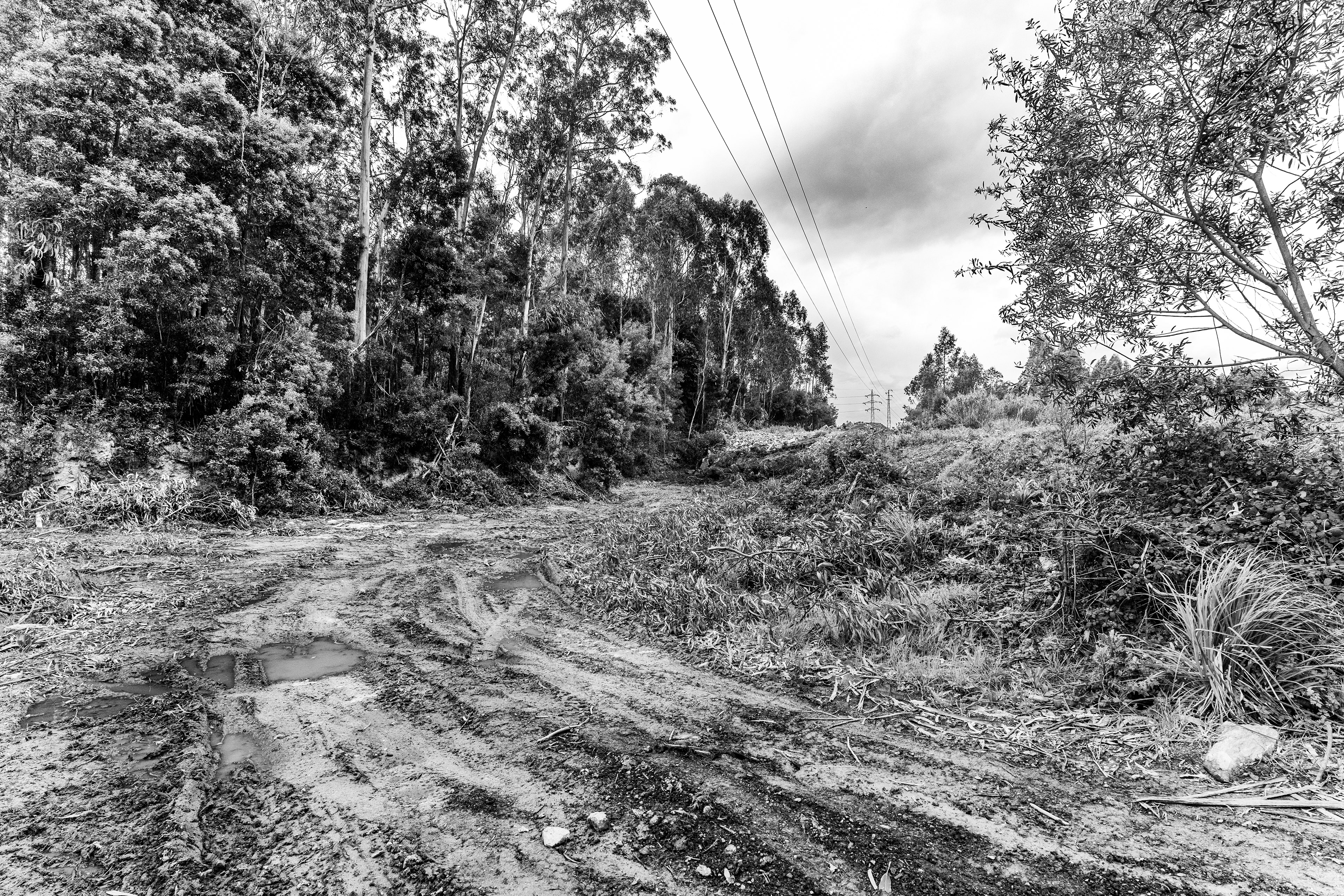 Serra de Negrelos, Vila Nova de Gaia, Nord, Portugal, 2025