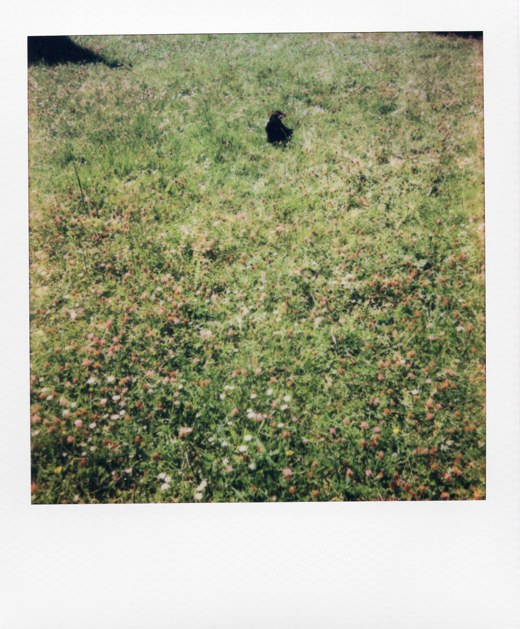 Série "Persistance", Jardin d'agronomie tropicale René Dumont, 2026 (Polaroid)