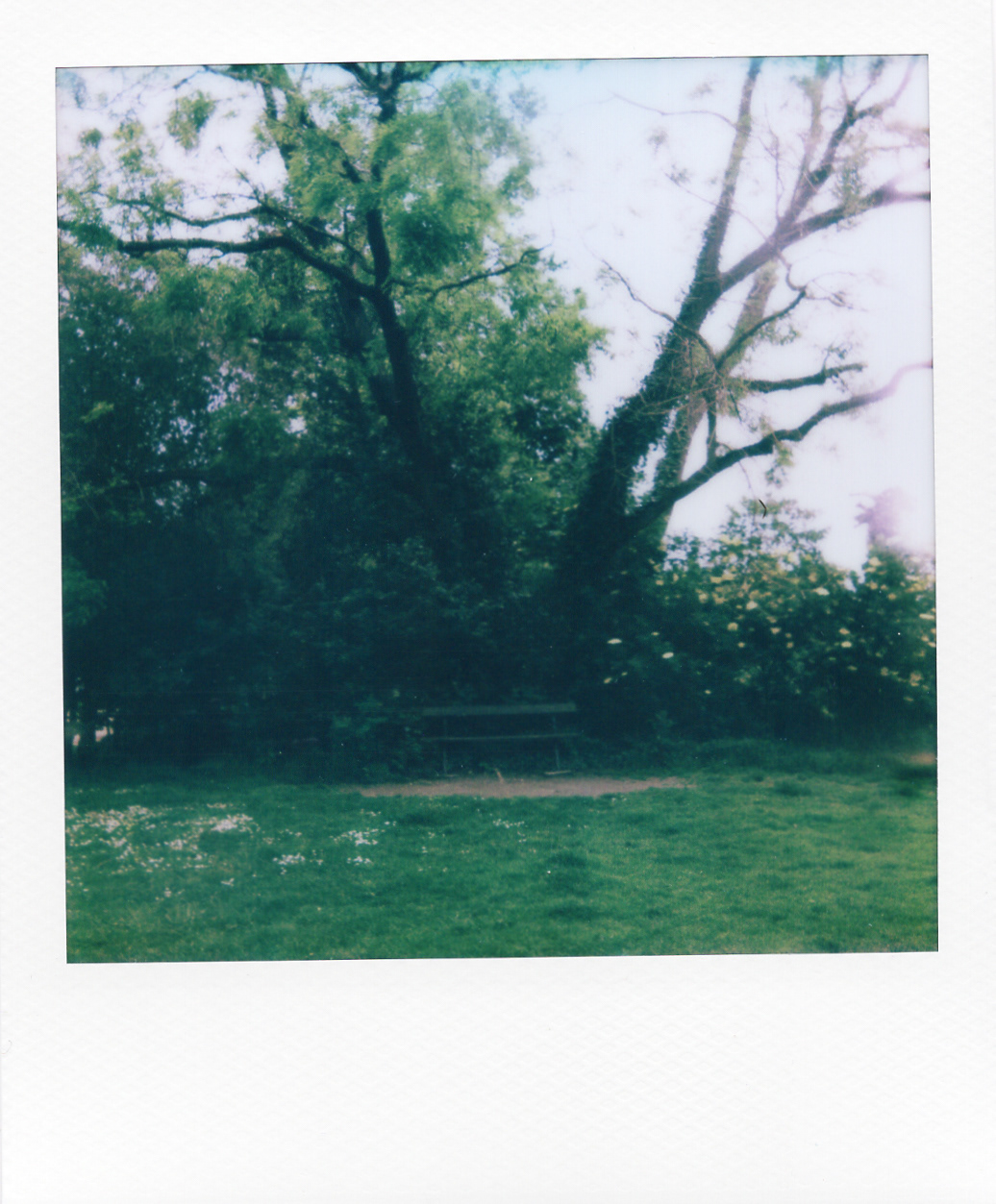 Série "Persistance", Parc Edmond-de-Rothschild, 2026 (Polaroid)