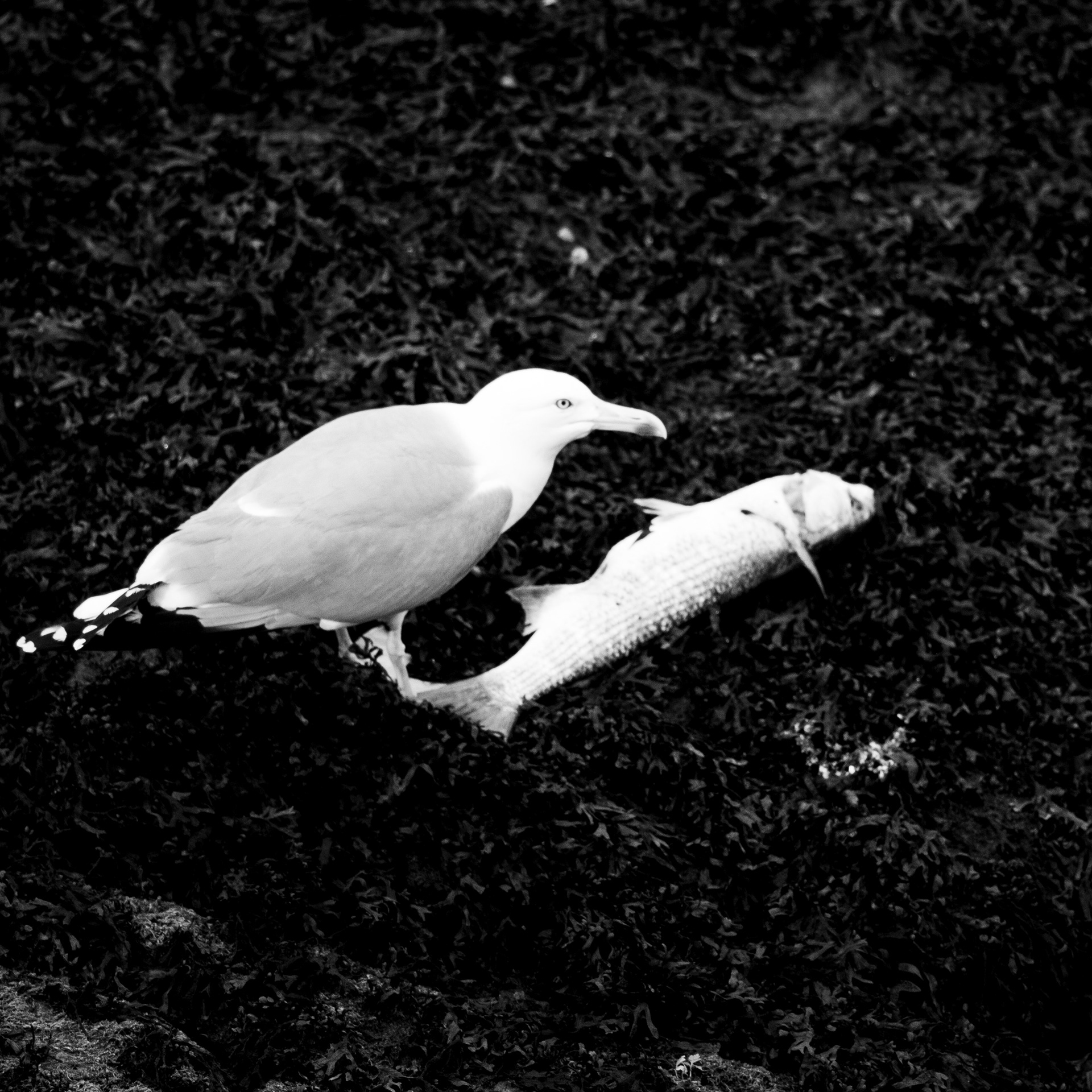 Goéland / Larus, Série "Animals", 2024 (Numérique)