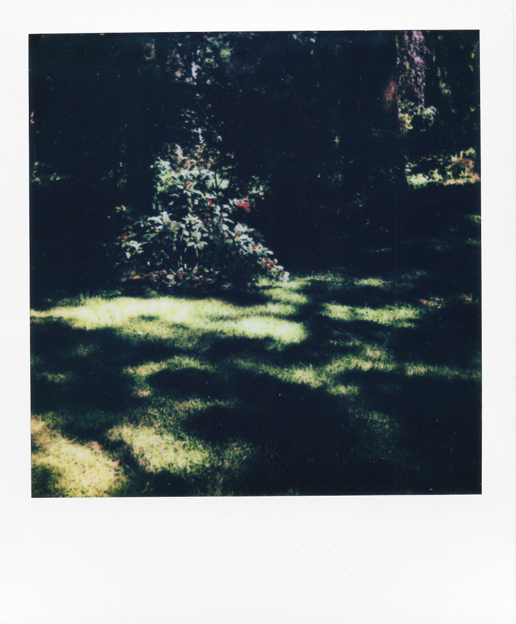 Série "Persistance", Musée départemental Albert-Kahn, 2026 (Polaroid)