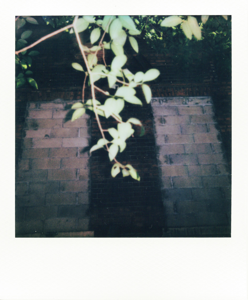 Série "Persistance", Parc Edmond-de-Rothschild, 2026 (Polaroid)