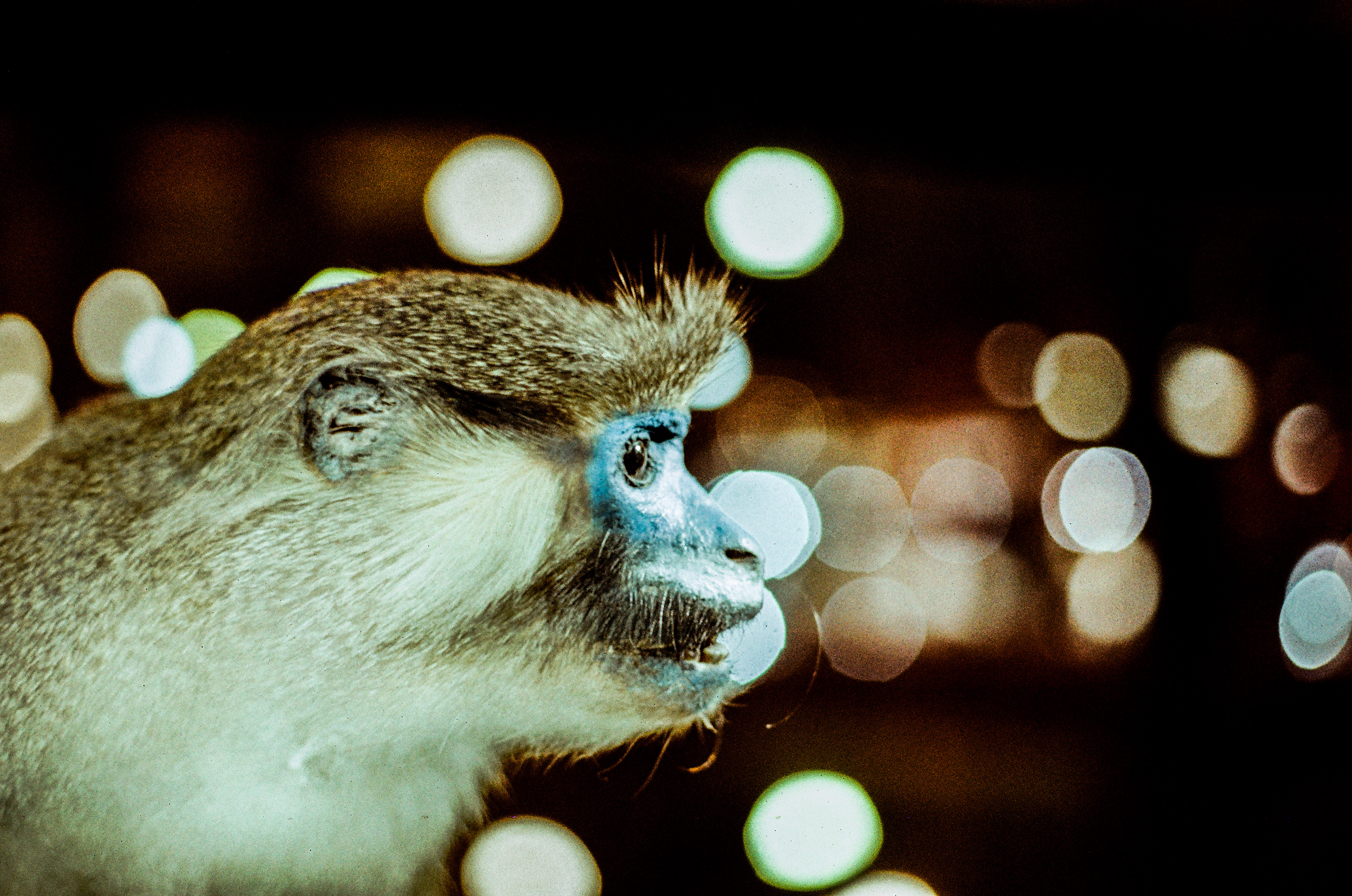 Cercopithecus cephus