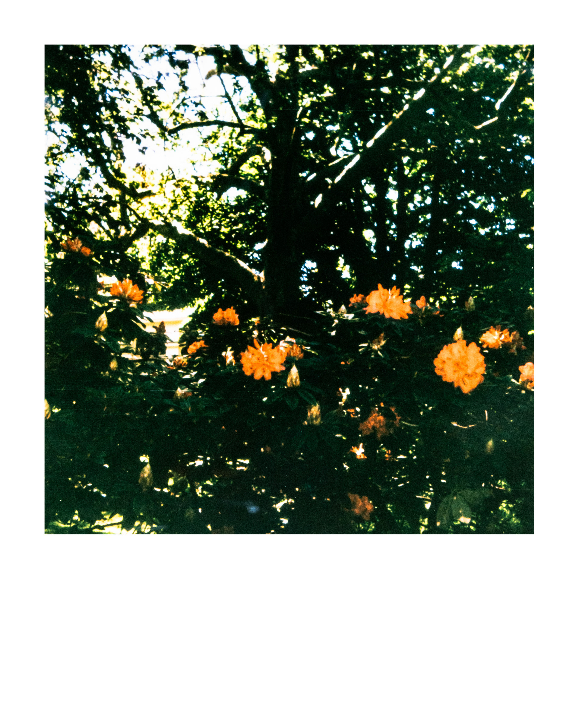 Série "Parcs", Musée départemental Albert-Kahn, 2026 (Polaroid)