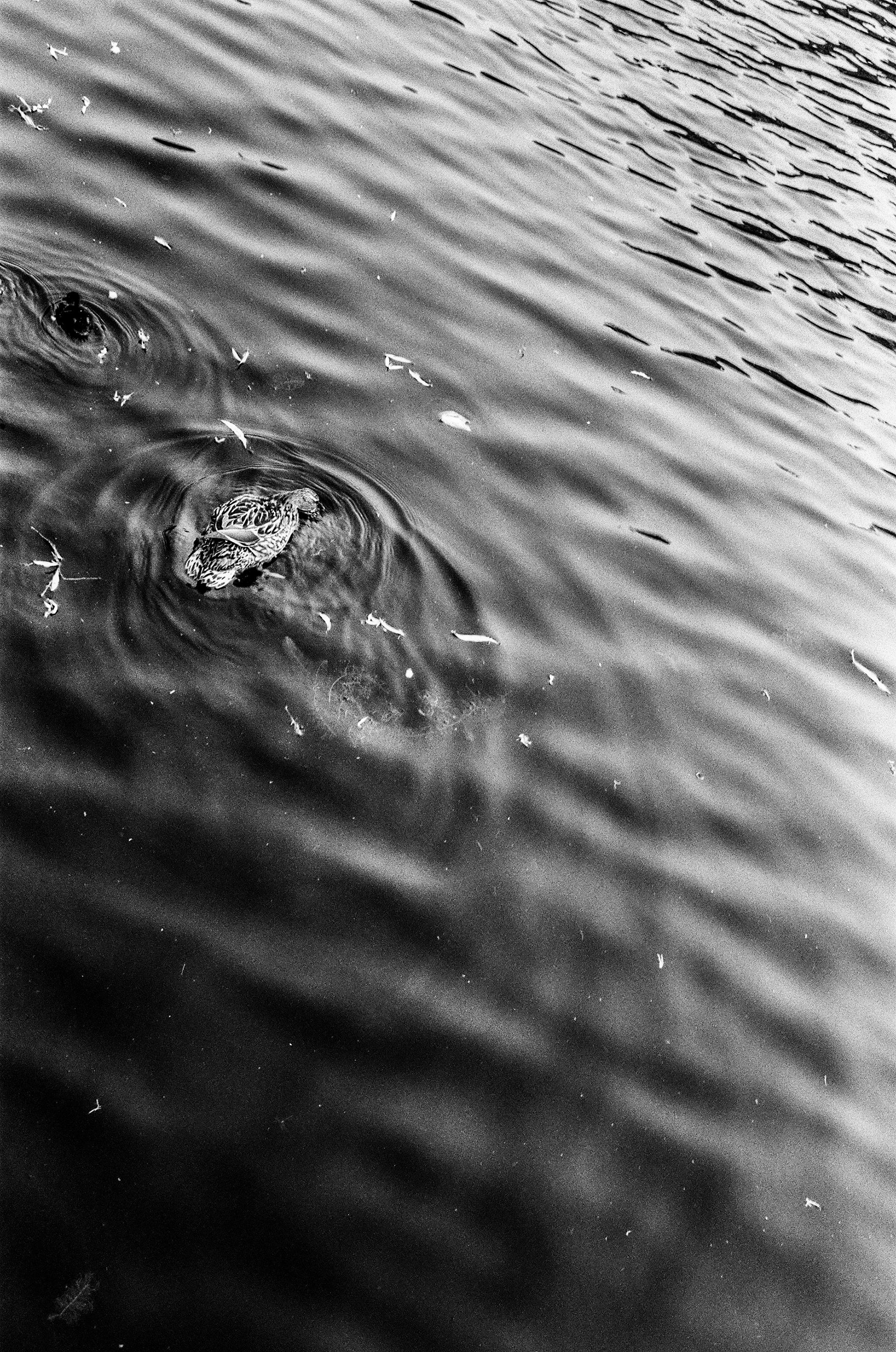 Canard colvert (Anas platyrhynchos), Canal Saint-Martin (côté Bastille), 75011, Paris, Ile-de-France, France, 2025 (Argentique)