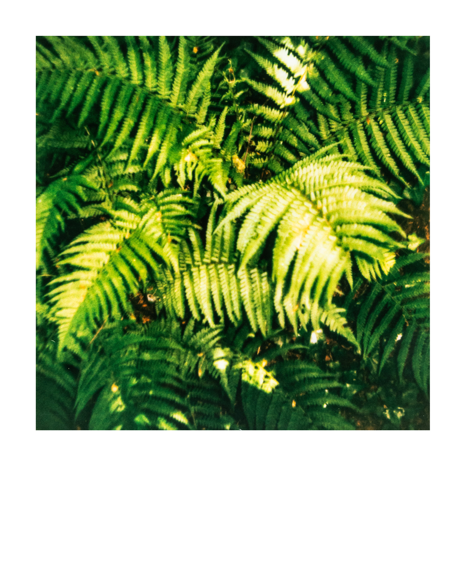 Série "Parcs", Musée départemental Albert-Kahn, 2026 (Polaroid)