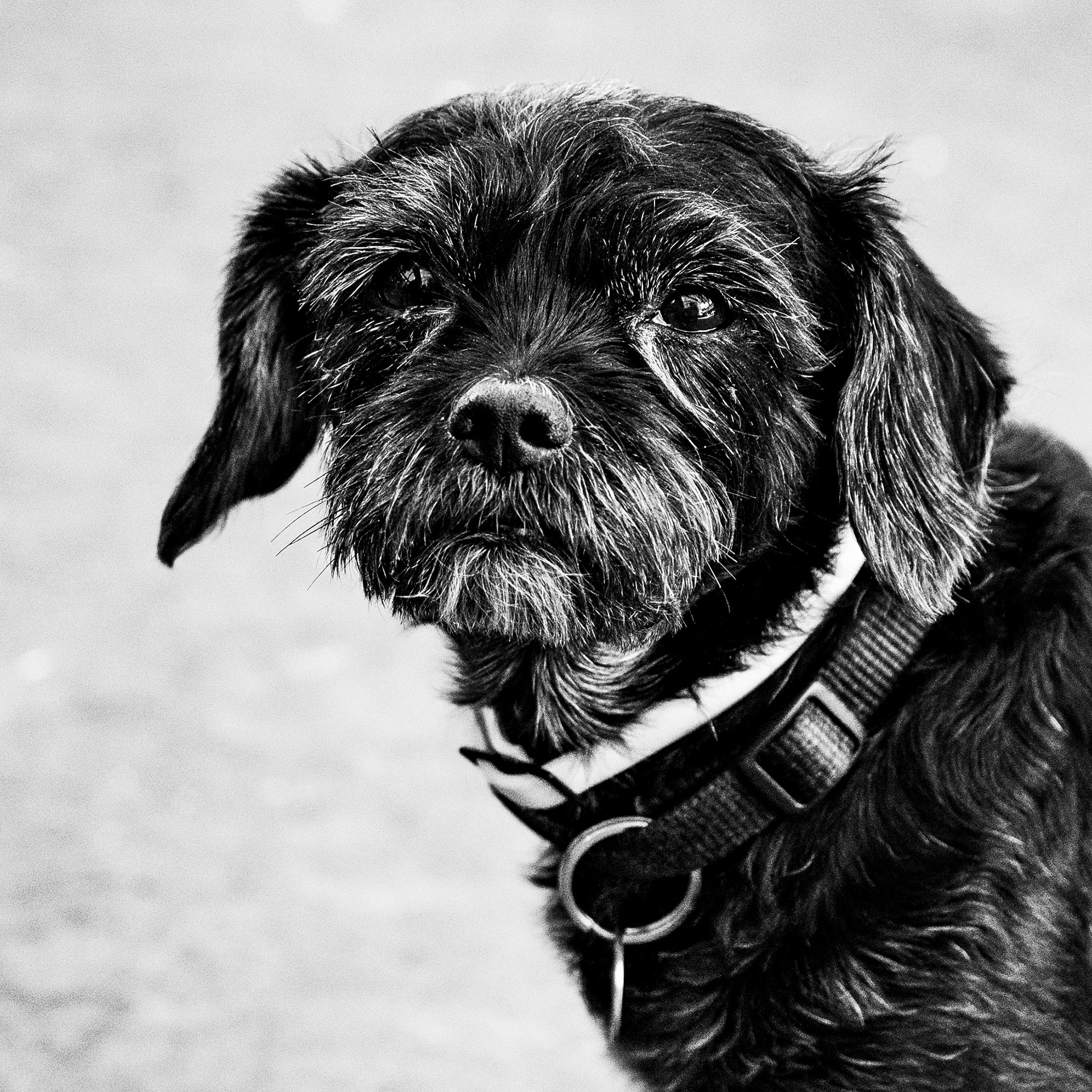 Chien / Canis familiaris, Série "Animals", 2024 (Numérique)