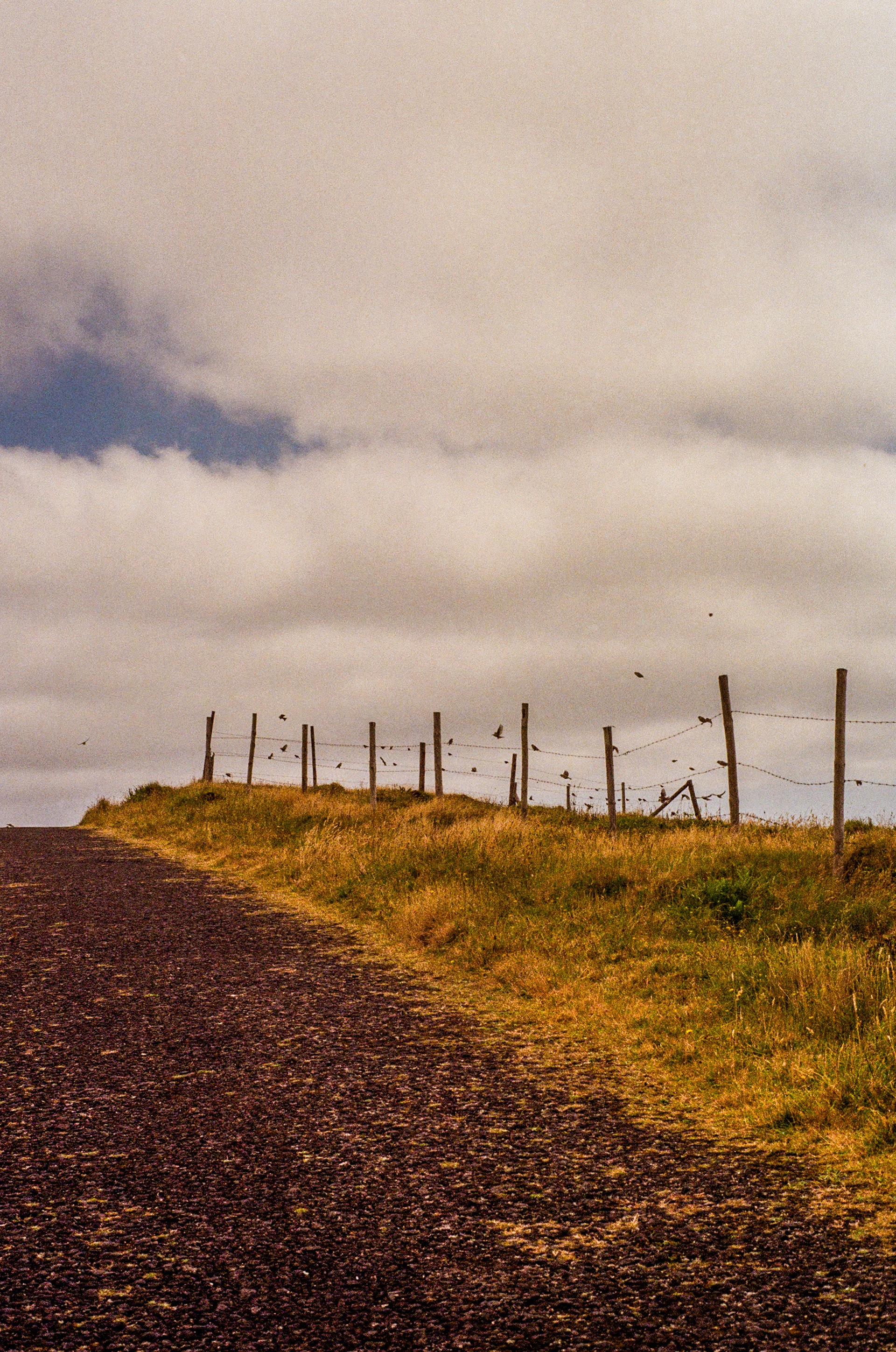Caldeira do Faial, 9900, Faial, Azores, Portugal, 2025 (Argentique)