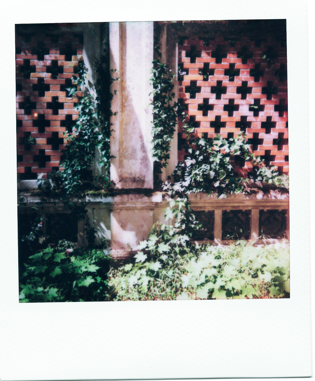 Série "Persistance", Jardin d'agronomie tropicale René Dumont, 2026 (Polaroid)