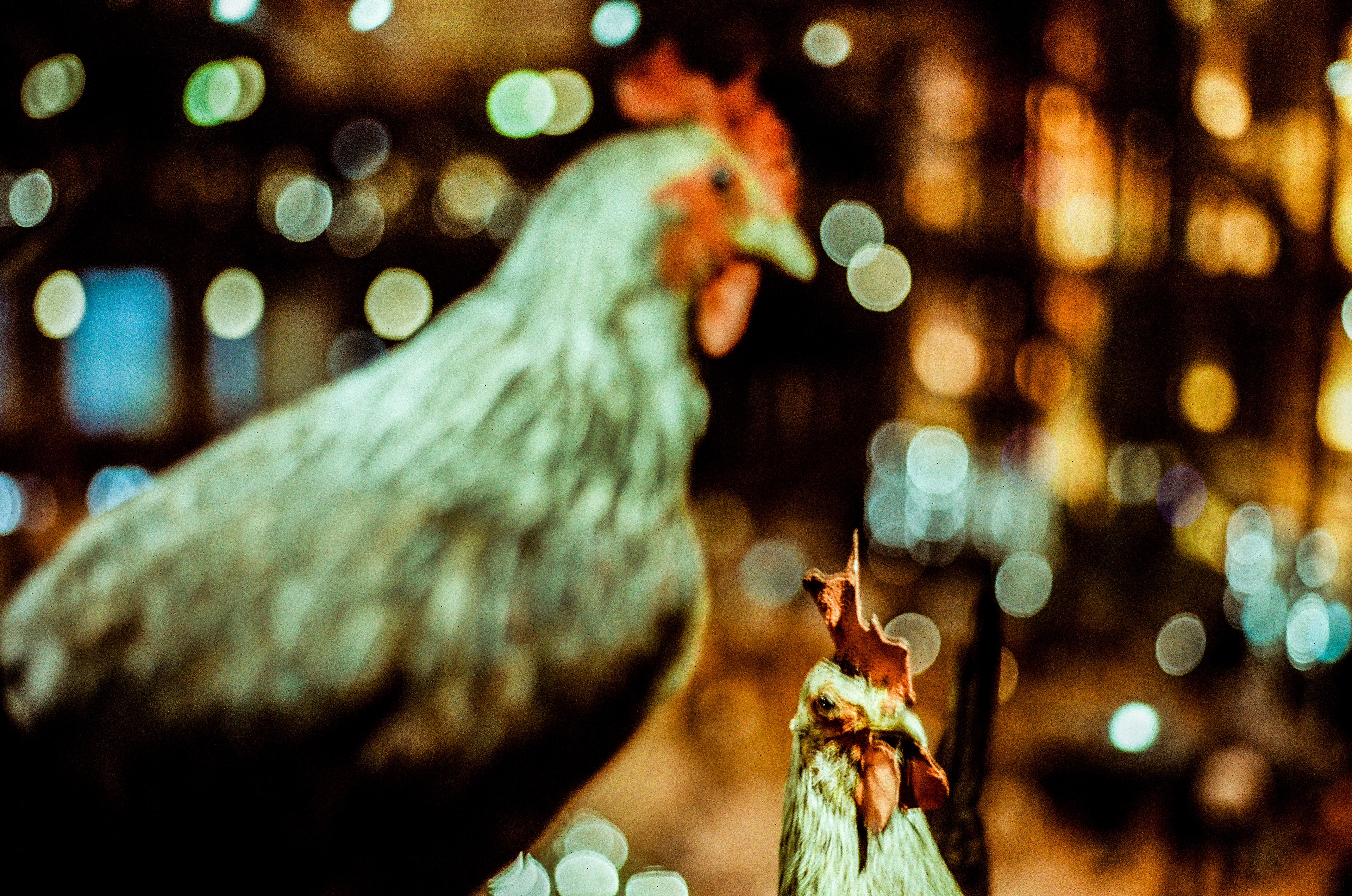 Coq darking, poule darking