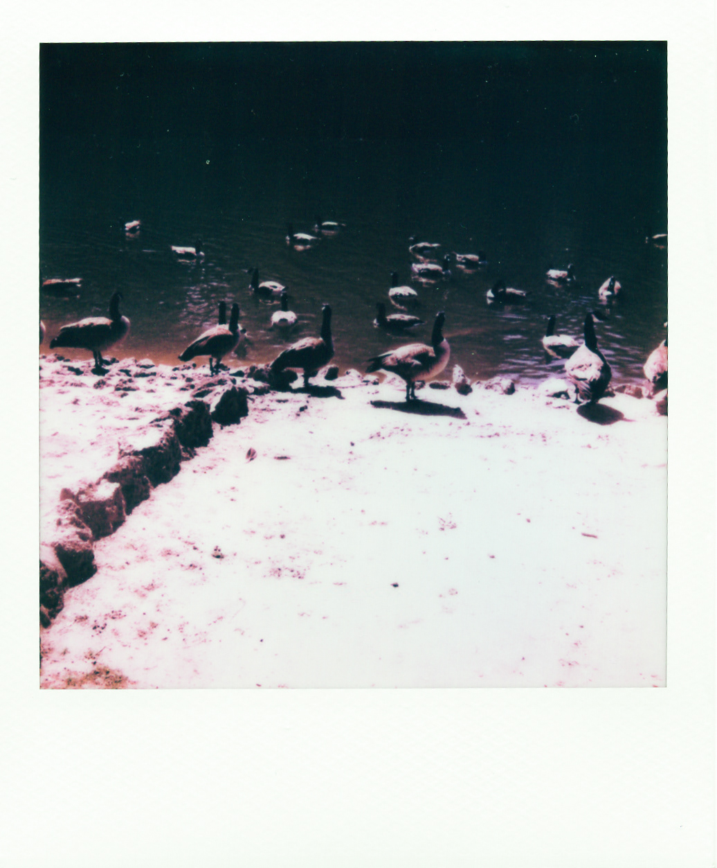 Série "Persistance", Parc Edmond-de-Rothschild, 2026 (Polaroid)