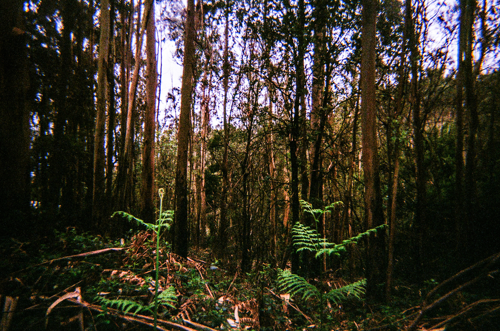 Serra de Negrelos, Vila Nova de Gaia, Nord, Portugal, 2025