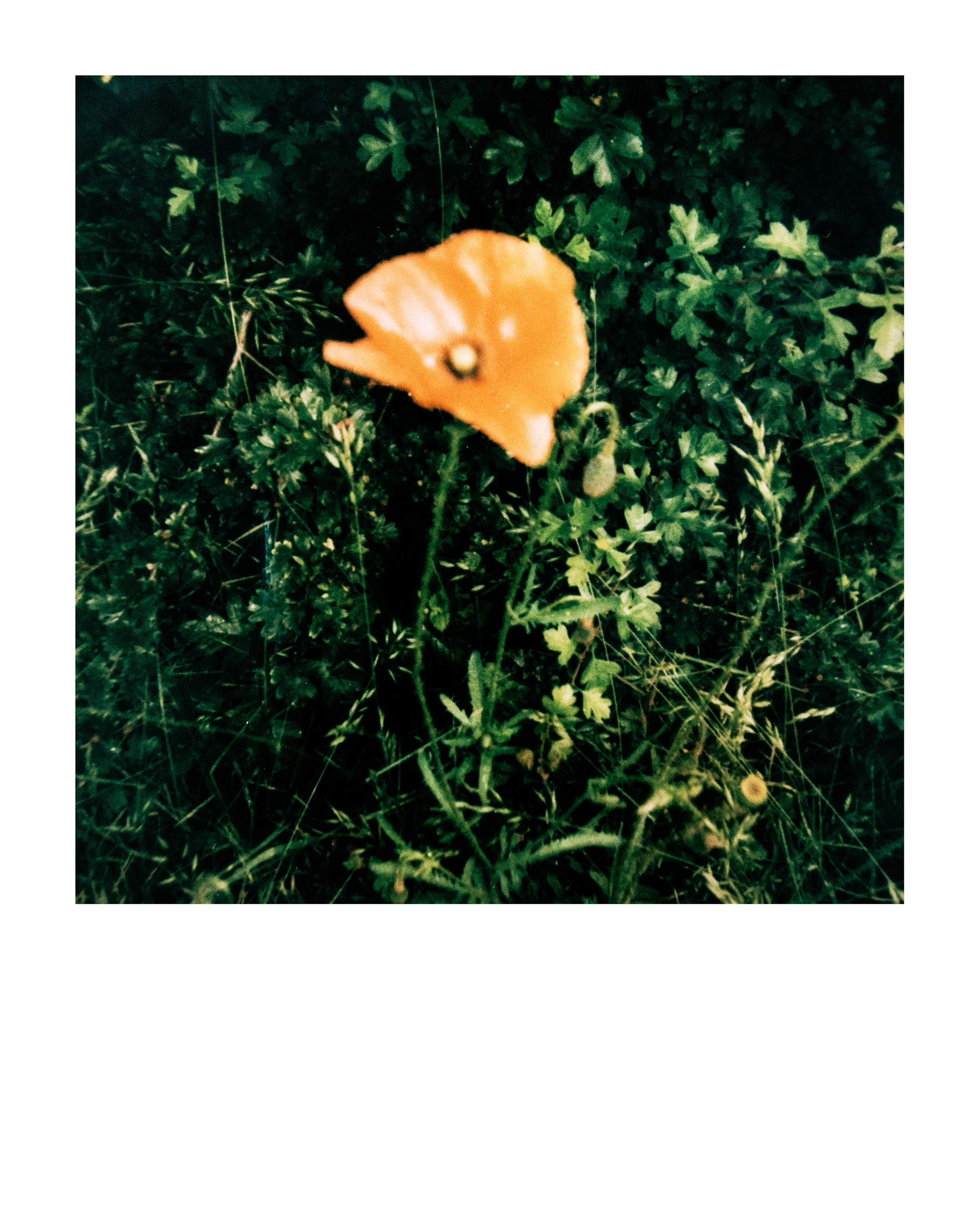 91200, Parc Edmond-de-Rothschild, Boulogne Billancourt, Hauts-de-Seine, France, 2026 (Polaroid)