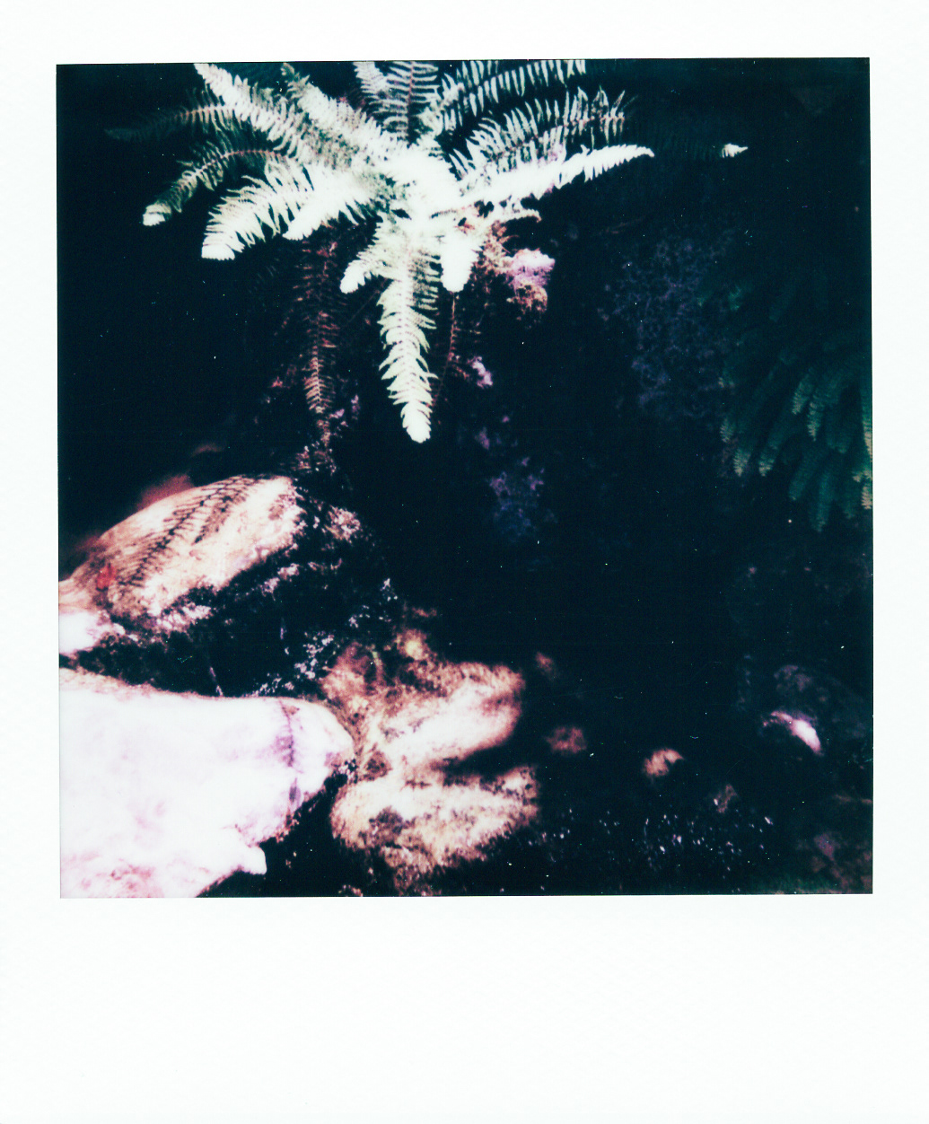 Série "Persistance", Musée départemental Albert-Kahn, 2026 (Polaroid)