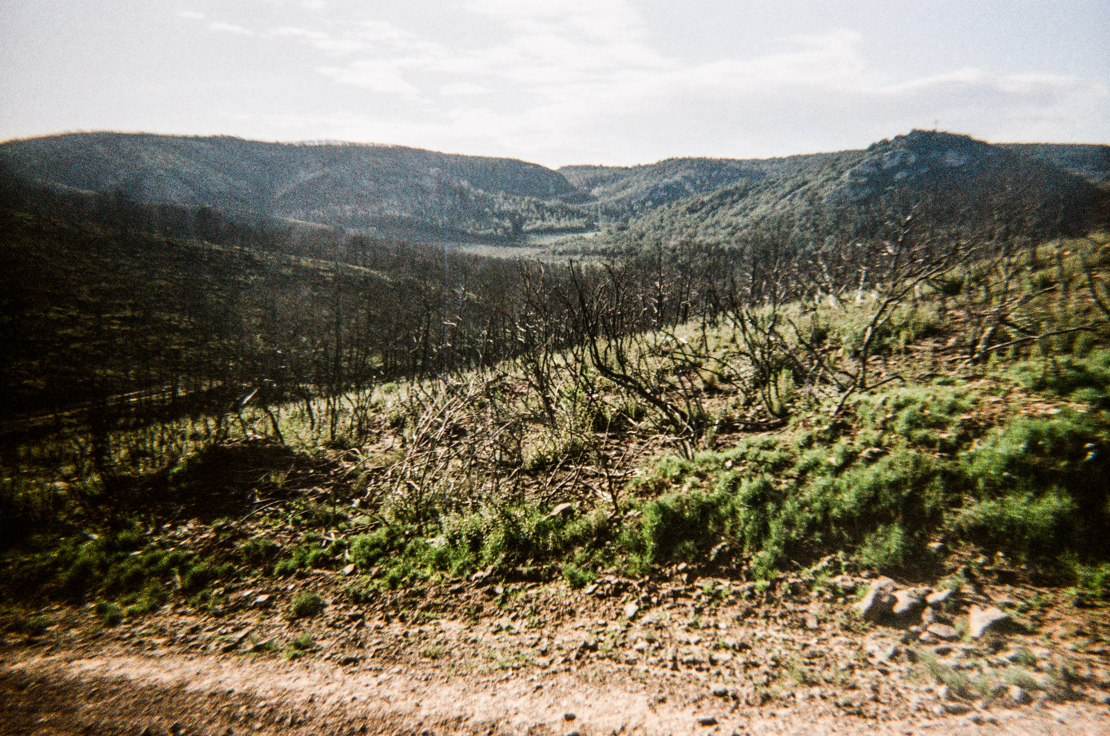 Fontfroide, Aude, Occitanie, France, 2026 (Argentique)